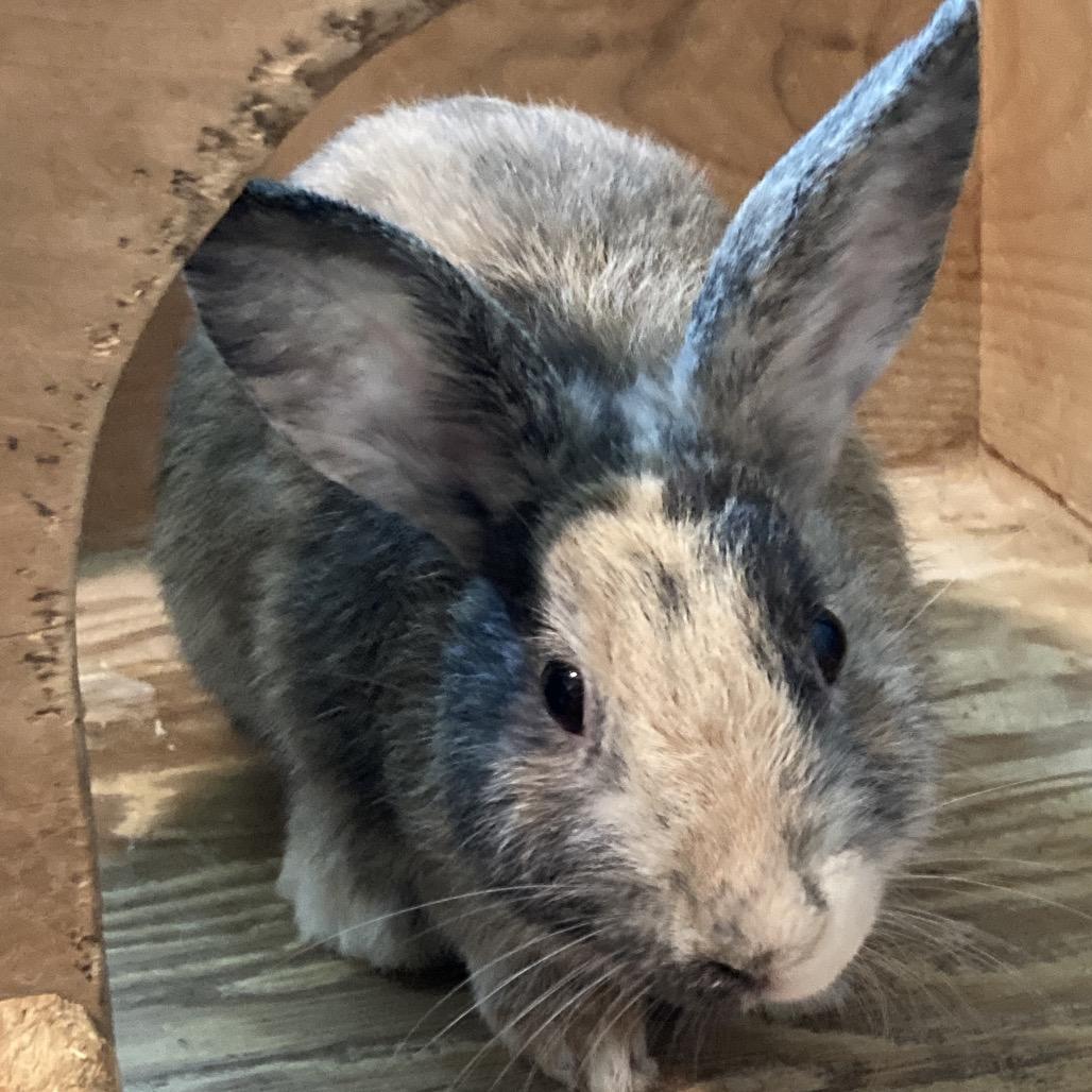 Graham, Adoptable, Young Male Harlequin & Lionhead.
