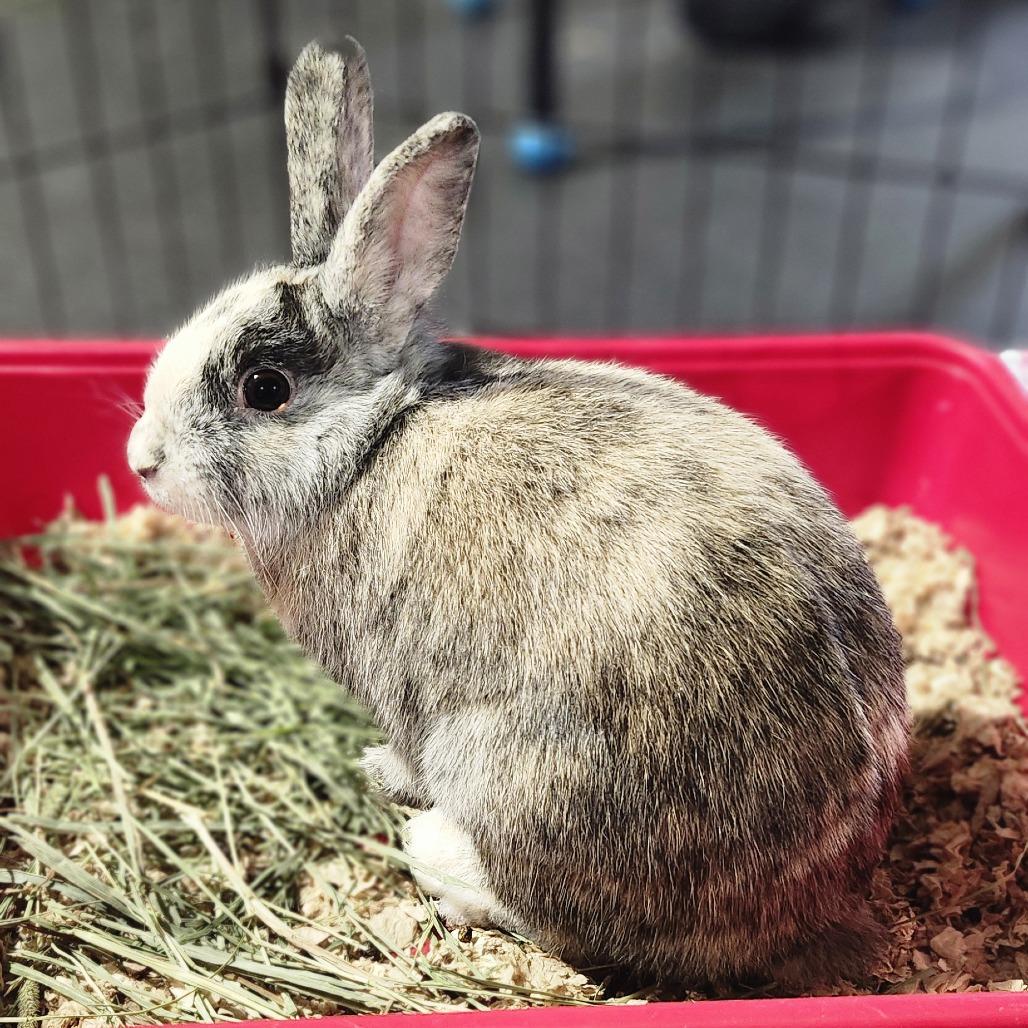 Enlarge Graham, a Adoptable mixed breed in Baltimore, MD image 5/6