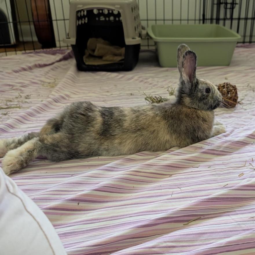 Enlarge Graham, a Adoptable mixed breed in Baltimore, MD image 6/6