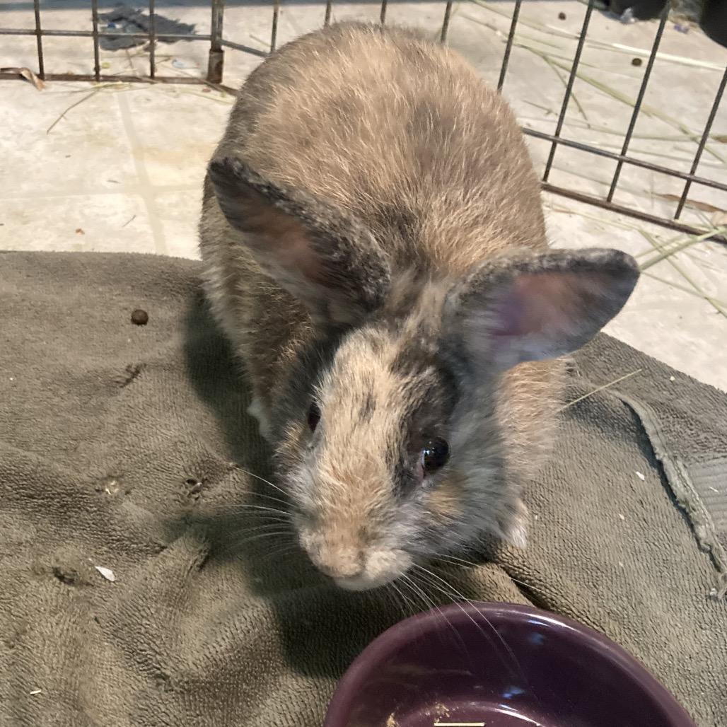 Graham, a Adoptable mixed breed in Baltimore, MD image 4/6