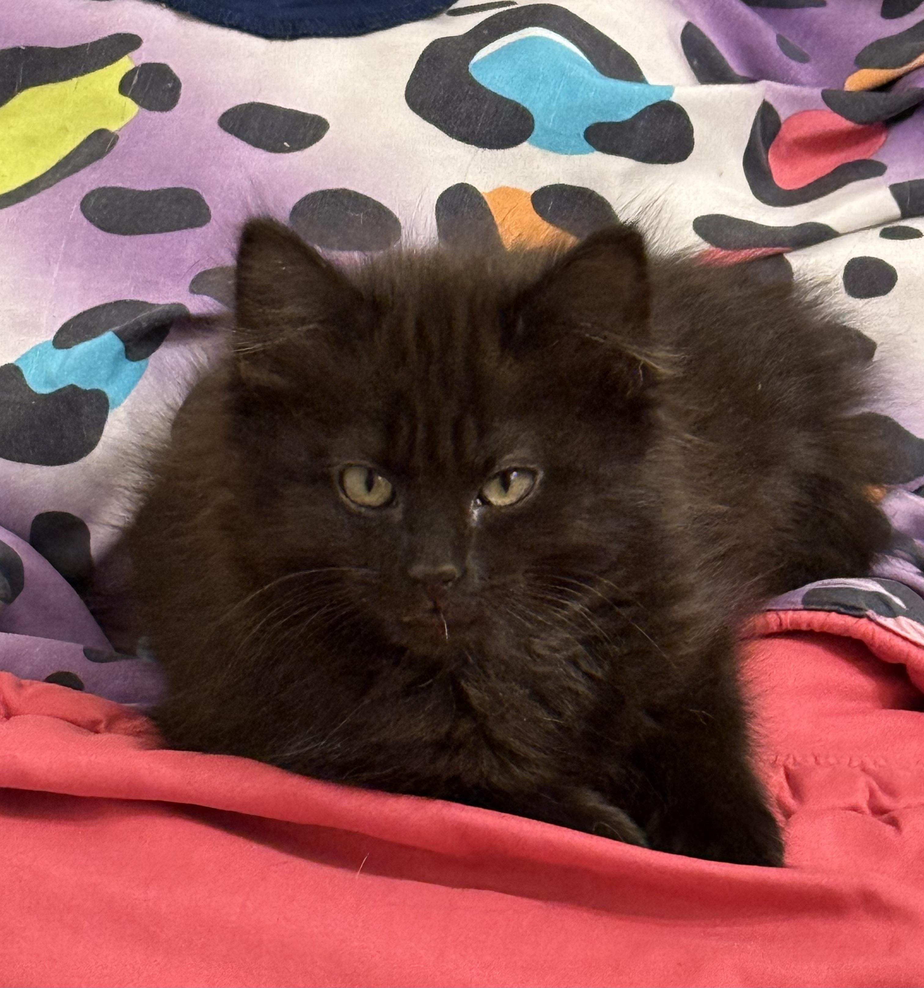 Corey, Young Male Domestic Long Hair