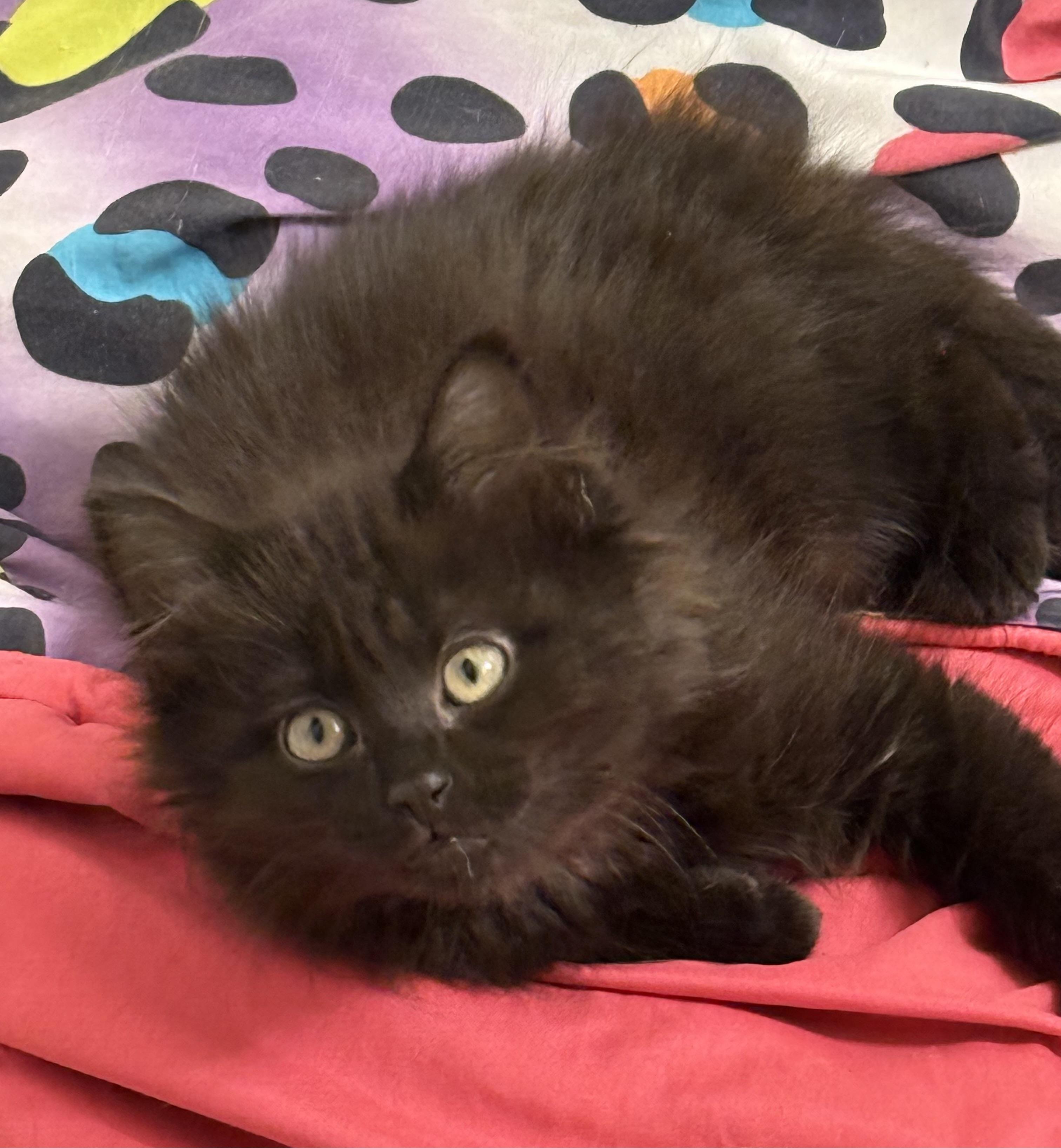 Enlarge Corey, a Adopted Domestic Long Hair in Athens, GA image 2/2