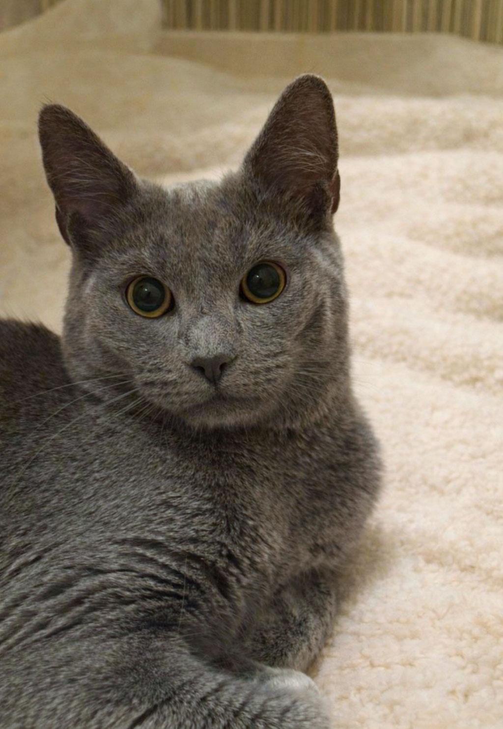 Chance the Napper — thumbnail 3