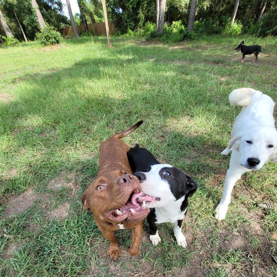 Enlarge Chocolate, a Adoptable American Staffordshire Terrier in HARRISBURG , PA image 4/4