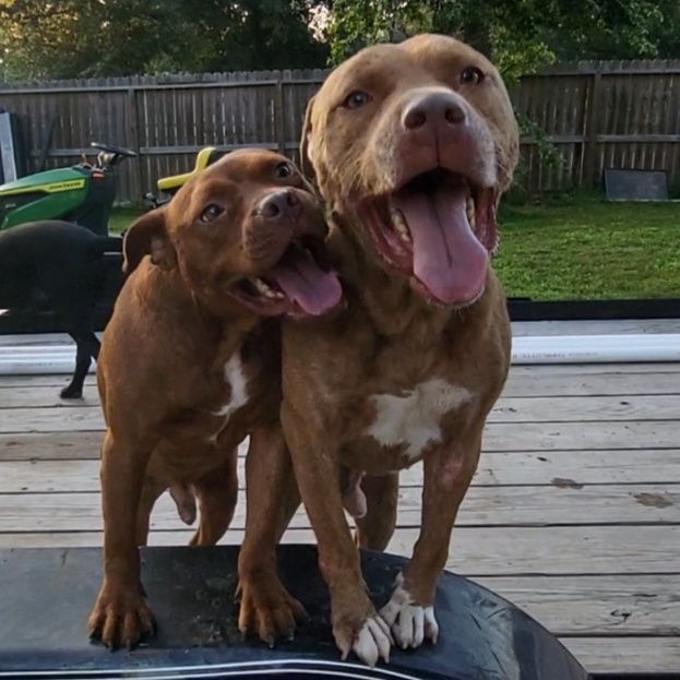 Enlarge Chocolate, a Adoptable American Staffordshire Terrier in HARRISBURG , PA image 3/4