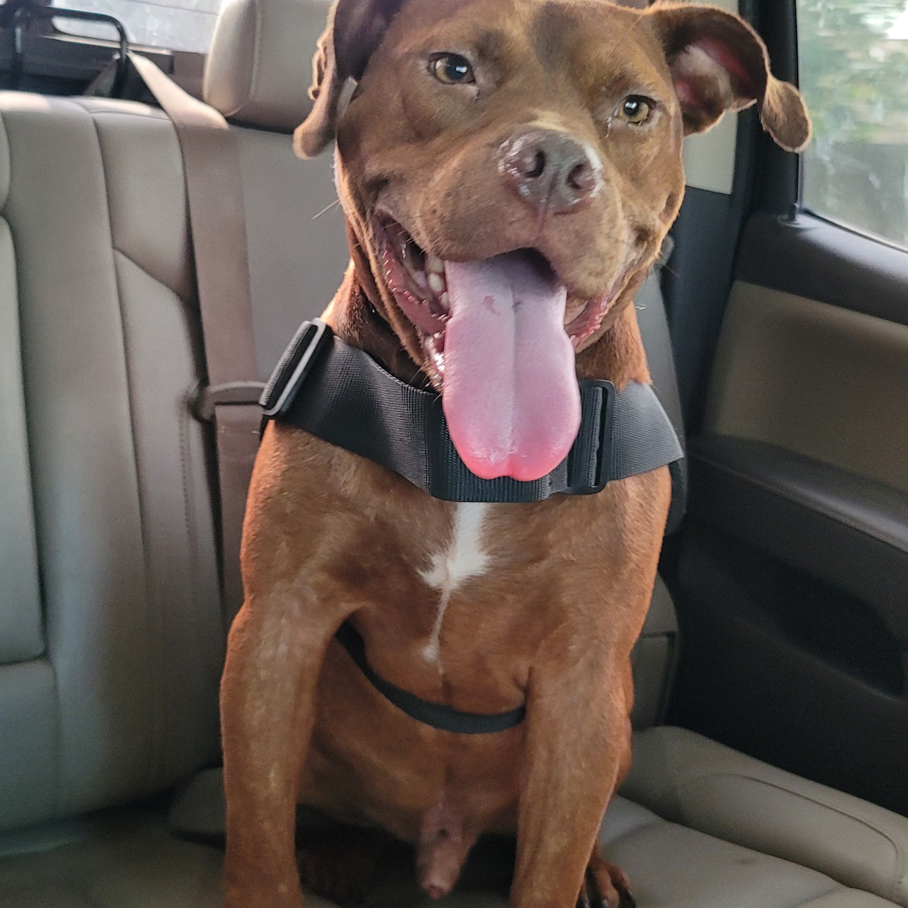 Enlarge Chocolate, a Adoptable American Staffordshire Terrier in HARRISBURG , PA image 1/4