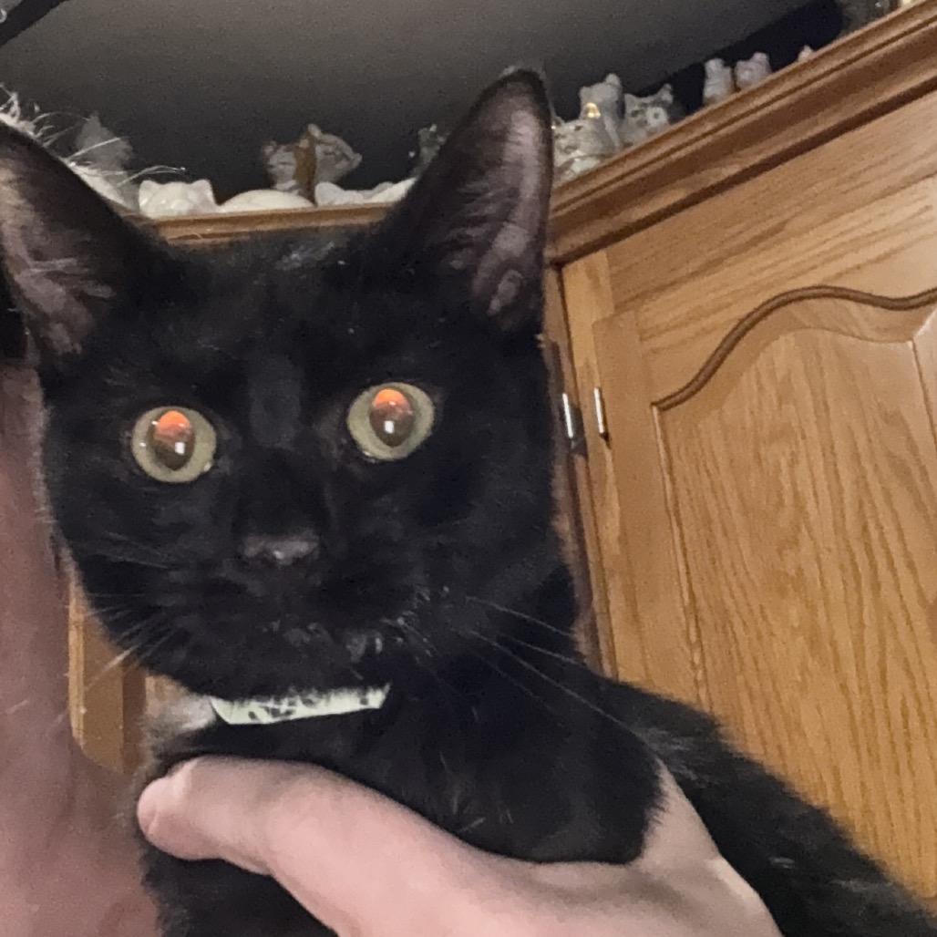 Enlarge Kwami, a Adoptable Domestic Short Hair in Granby, MO image 1/1