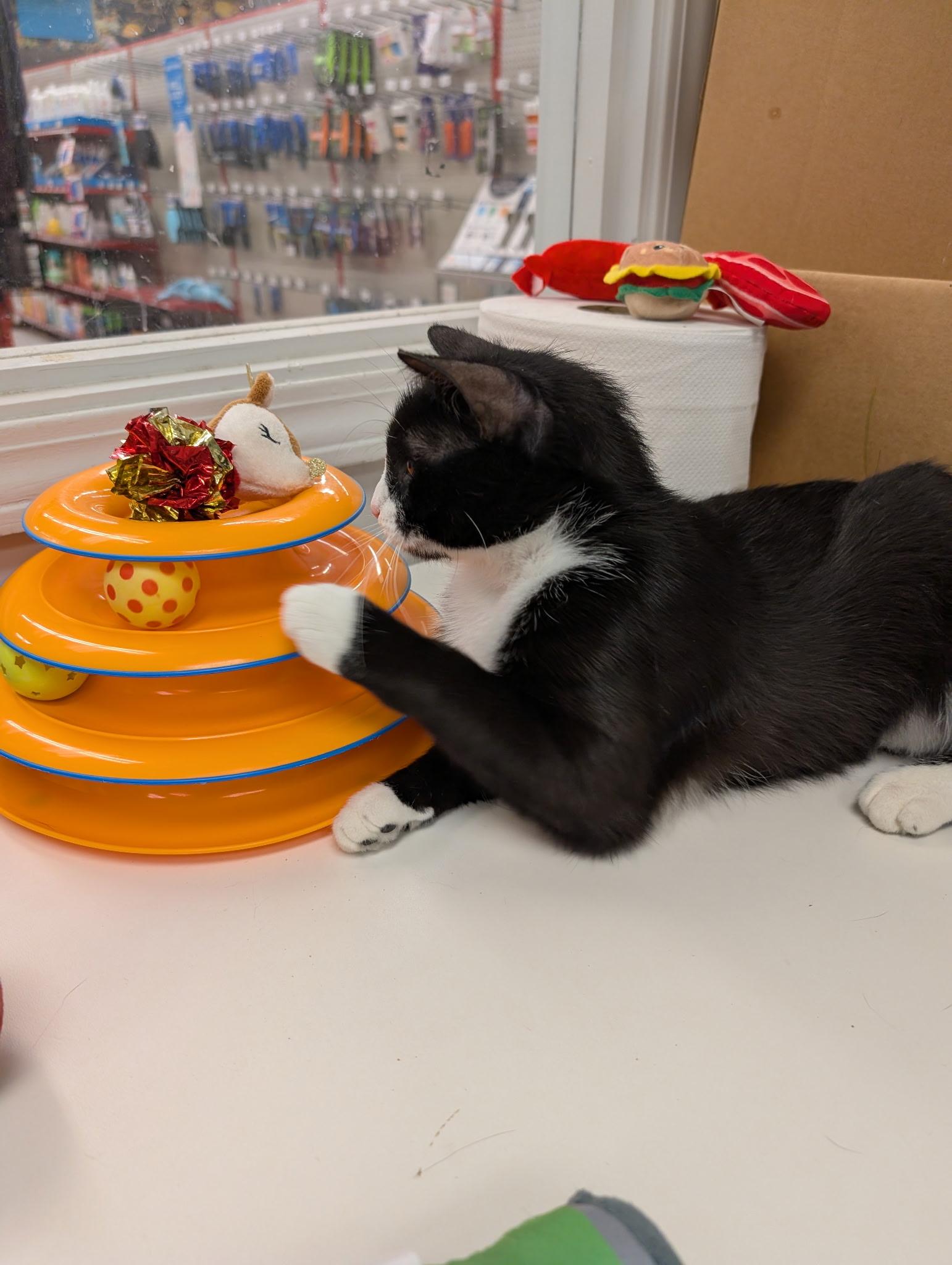 Enlarge BOOTSY, a ADOPTABLE Domestic Short Hair in Chicago Ridge, IL image 4/4