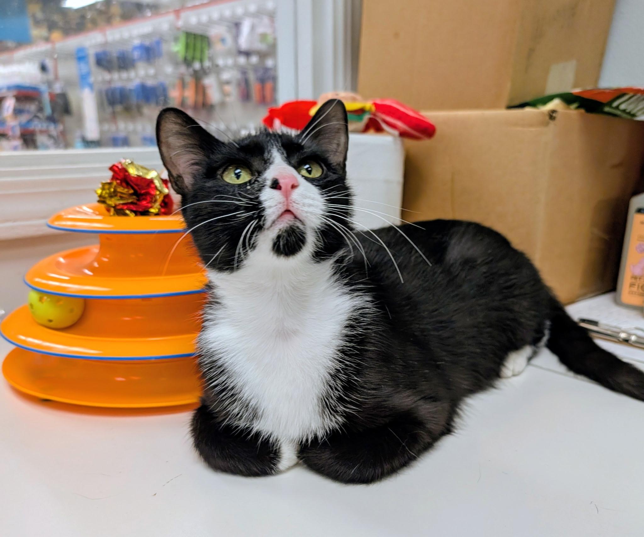 Enlarge BOOTSY, a ADOPTABLE Domestic Short Hair in Chicago Ridge, IL image 2/4