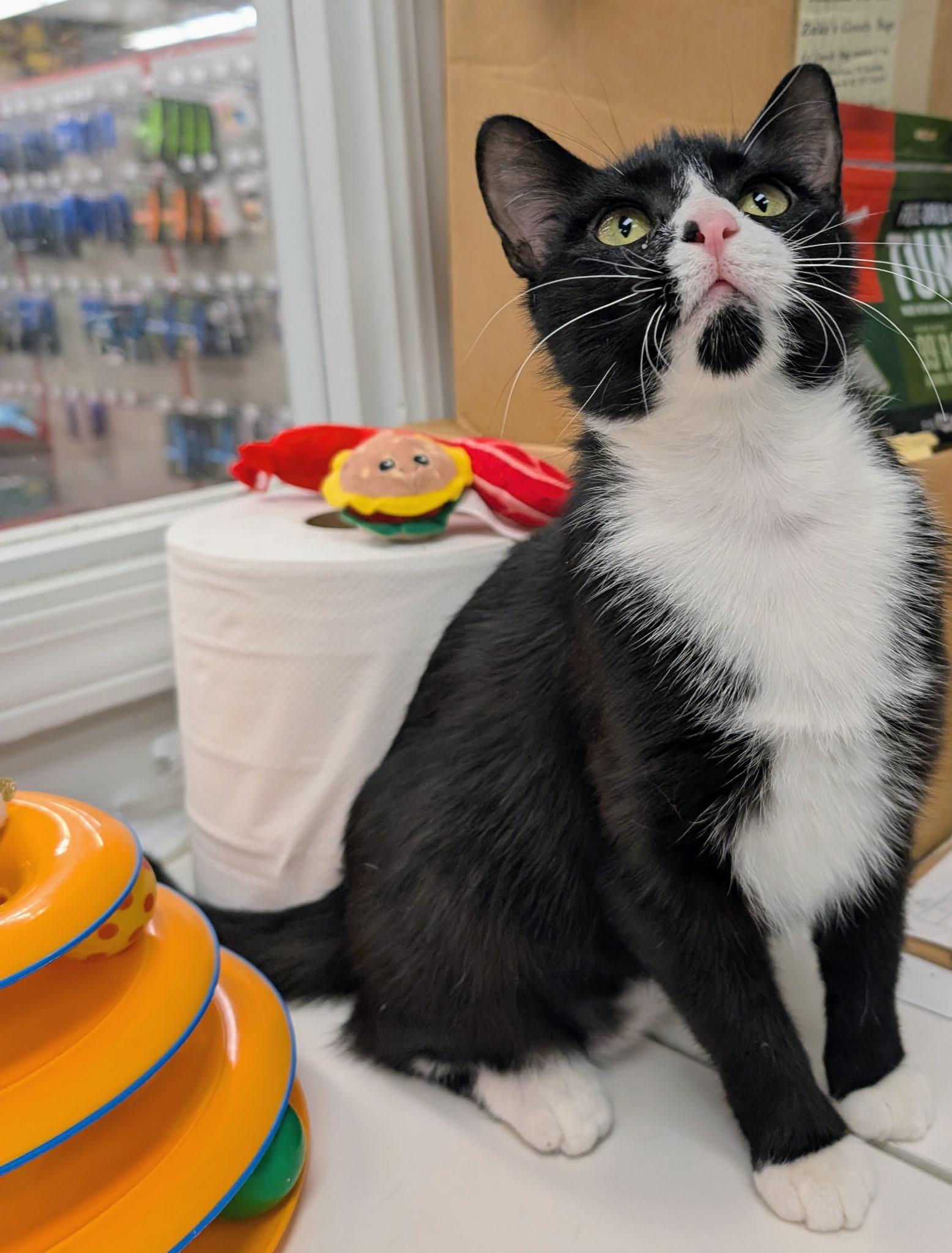 Enlarge BOOTSY, a ADOPTABLE Domestic Short Hair in Chicago Ridge, IL image 1/4