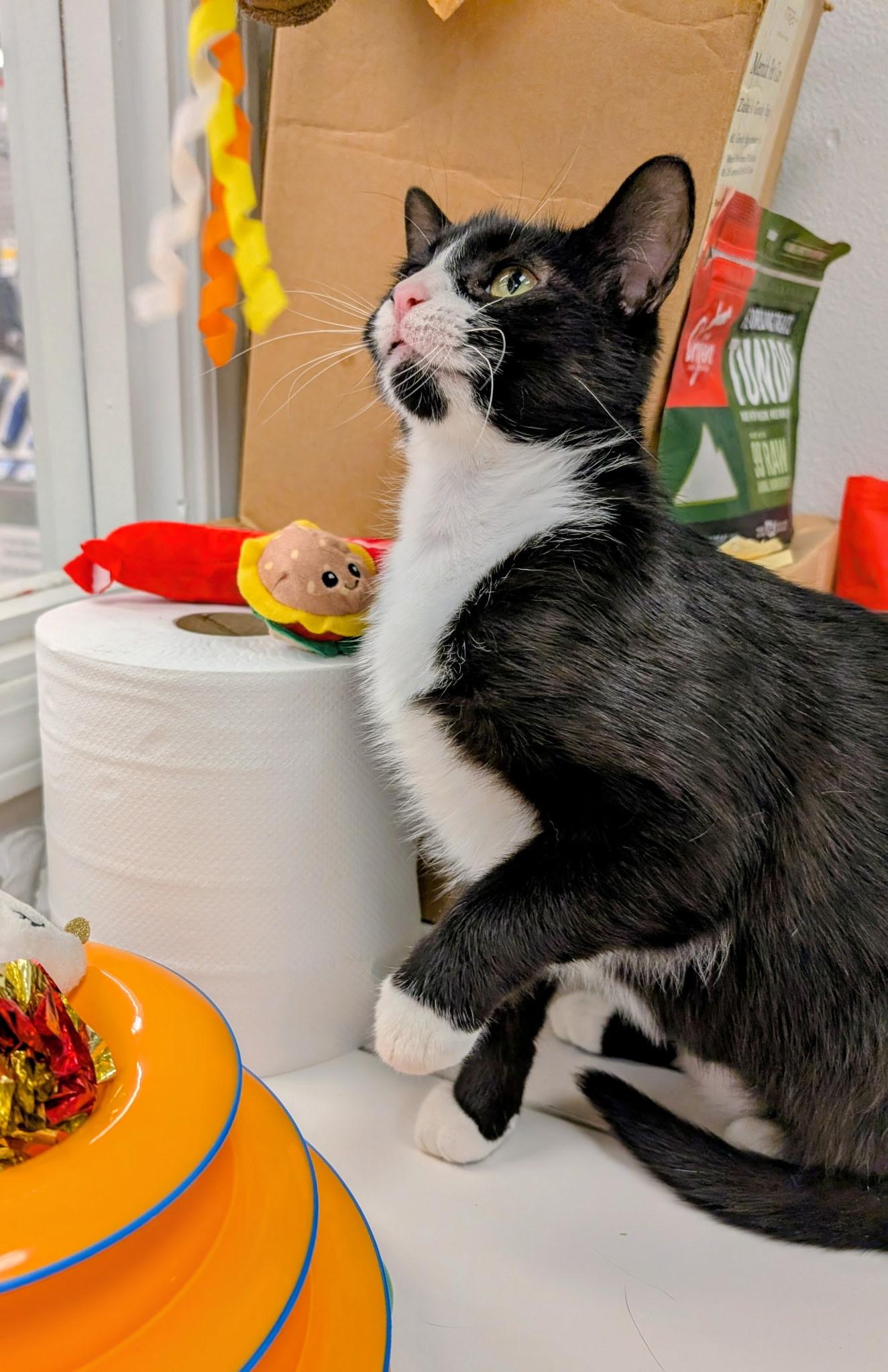 Enlarge BOOTSY, a ADOPTABLE Domestic Short Hair in Chicago Ridge, IL image 3/4