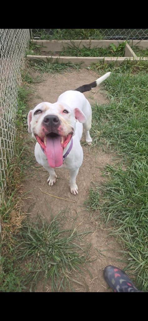 Goreo, a Adoptable Pit Bull Terrier in Marion, OH image 1/2