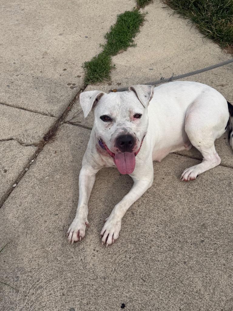 Goreo, a Adoptable Pit Bull Terrier in Marion, OH image 2/2