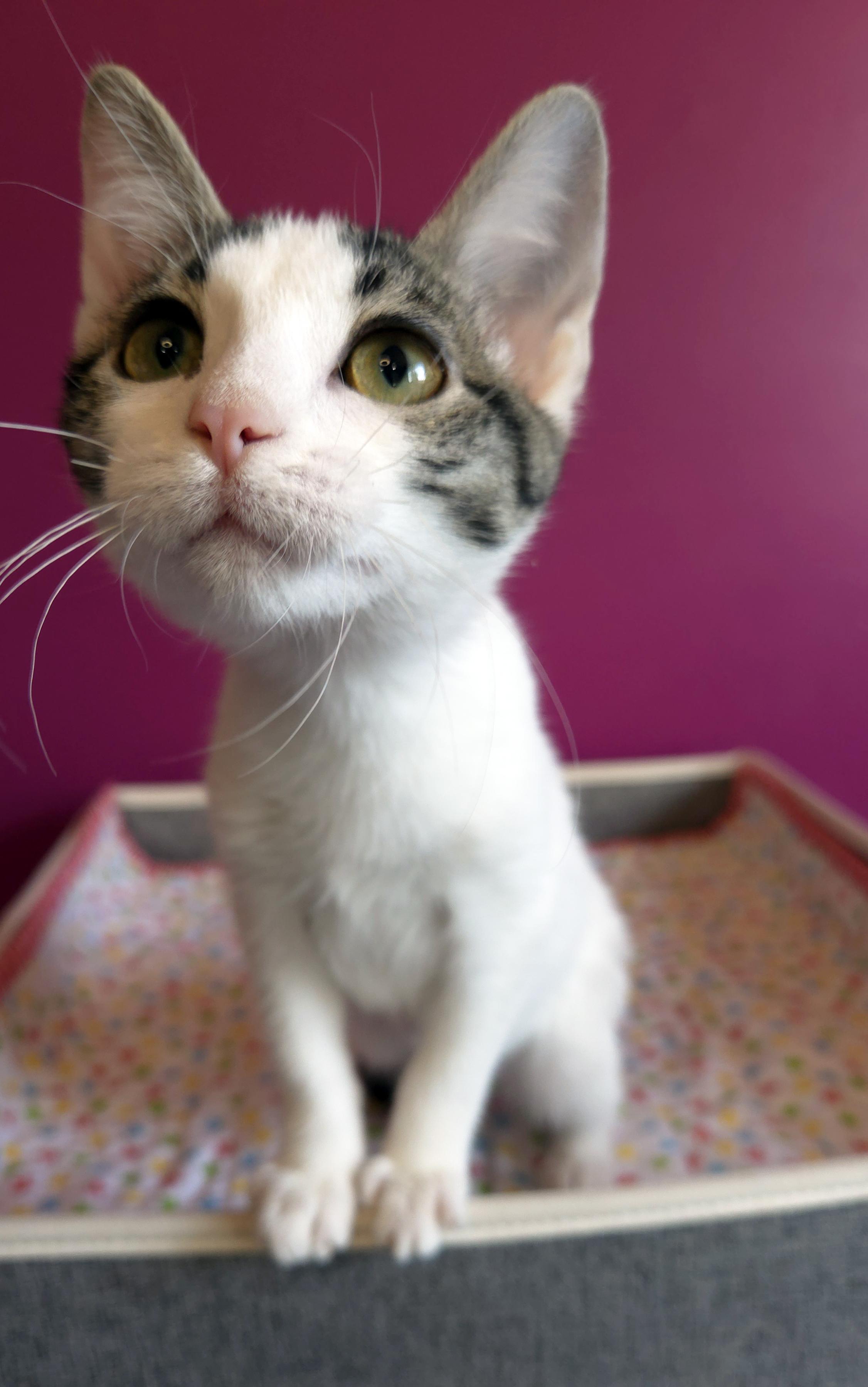 Poppy, an adopted Domestic Short Hair in Centerville, UT image 3/4