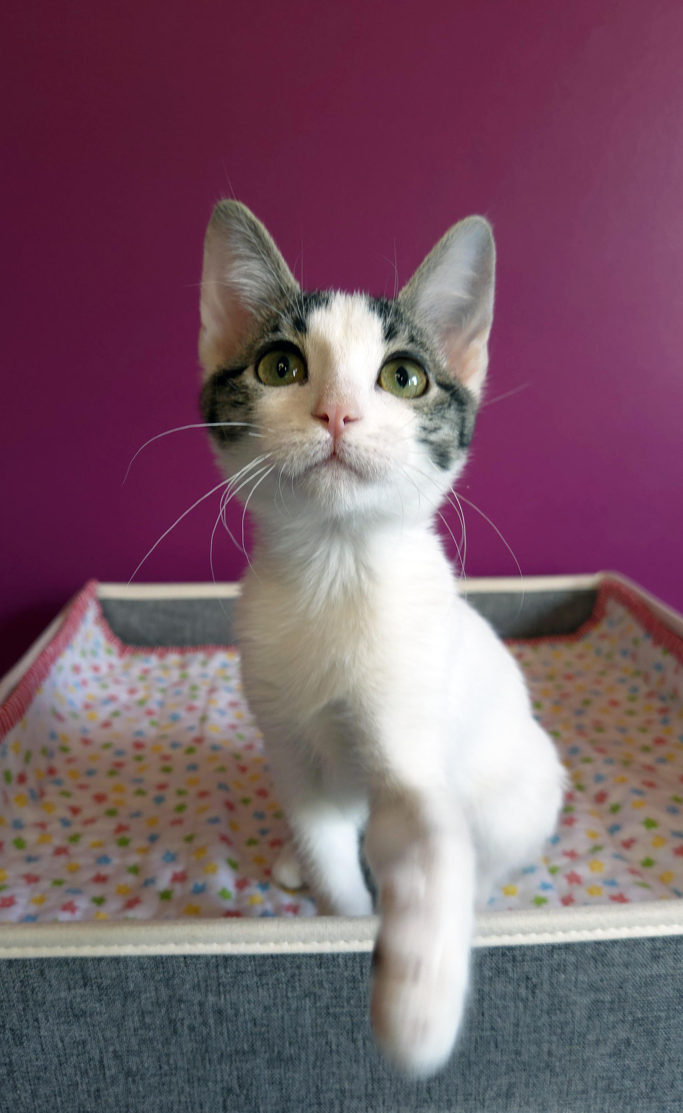 Poppy, an adopted Domestic Short Hair in Centerville, UT image 2/4