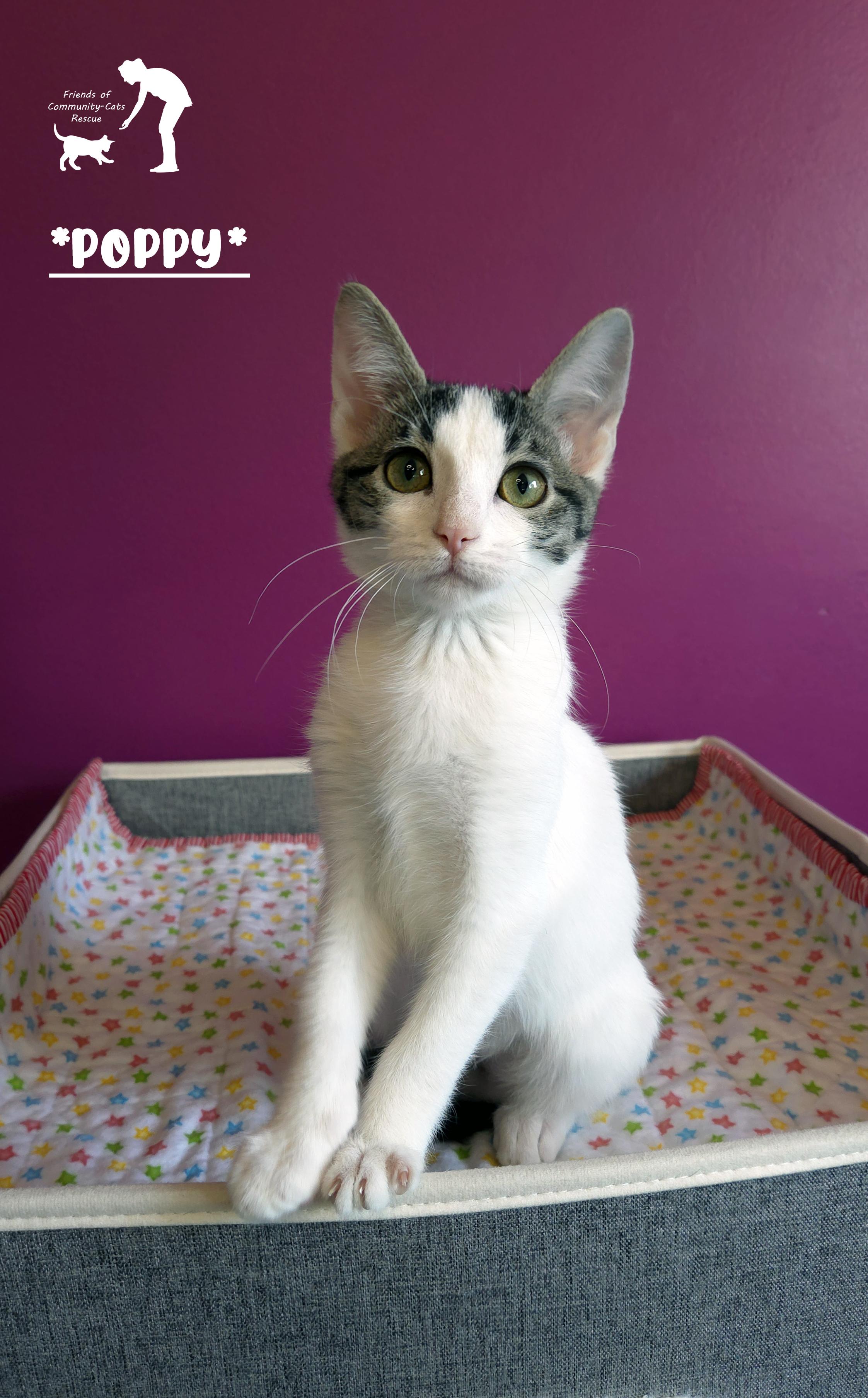 Poppy, adopted, Kitten Female Domestic Short Hair.