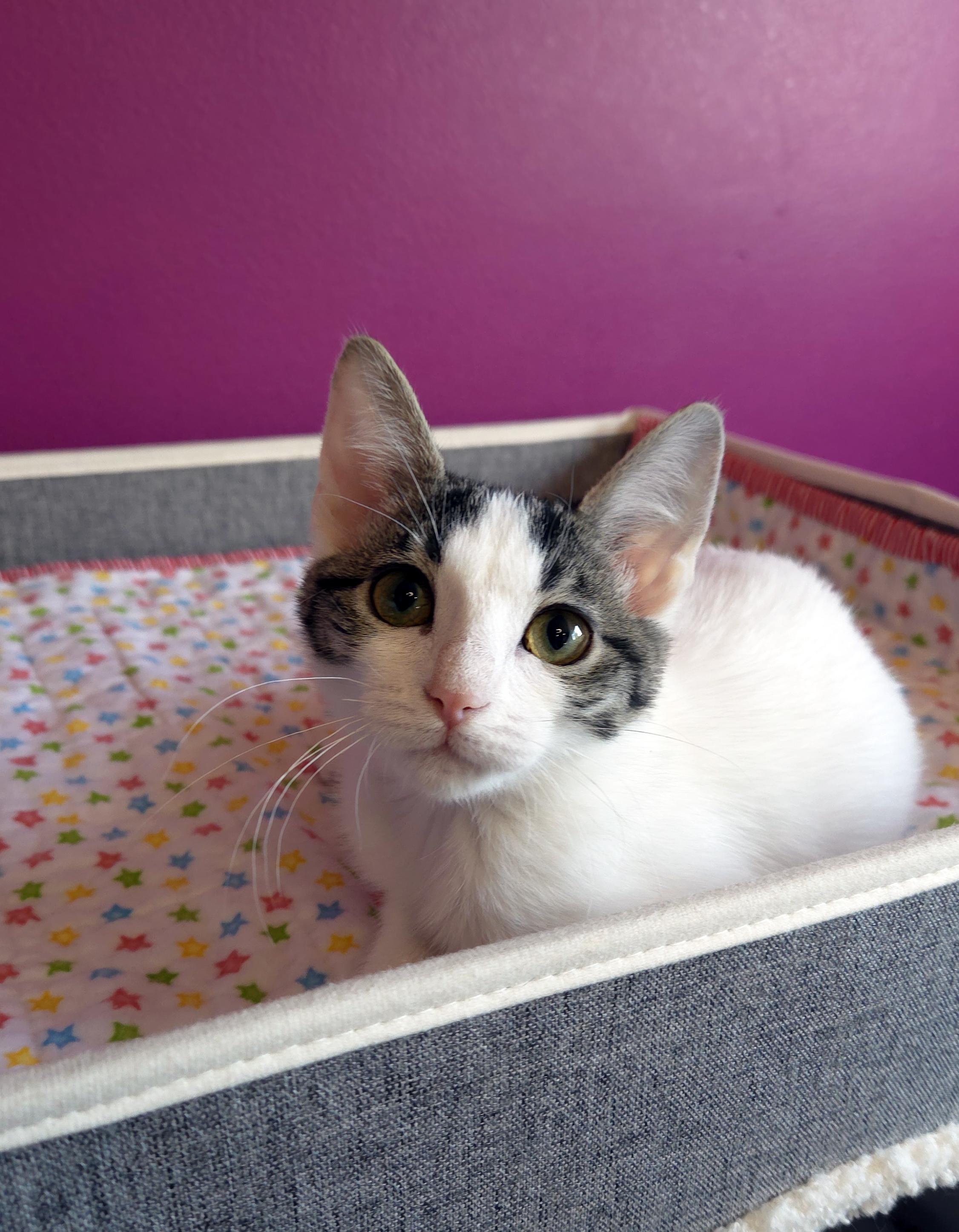 Poppy, an adopted Domestic Short Hair in Centerville, UT image 4/4