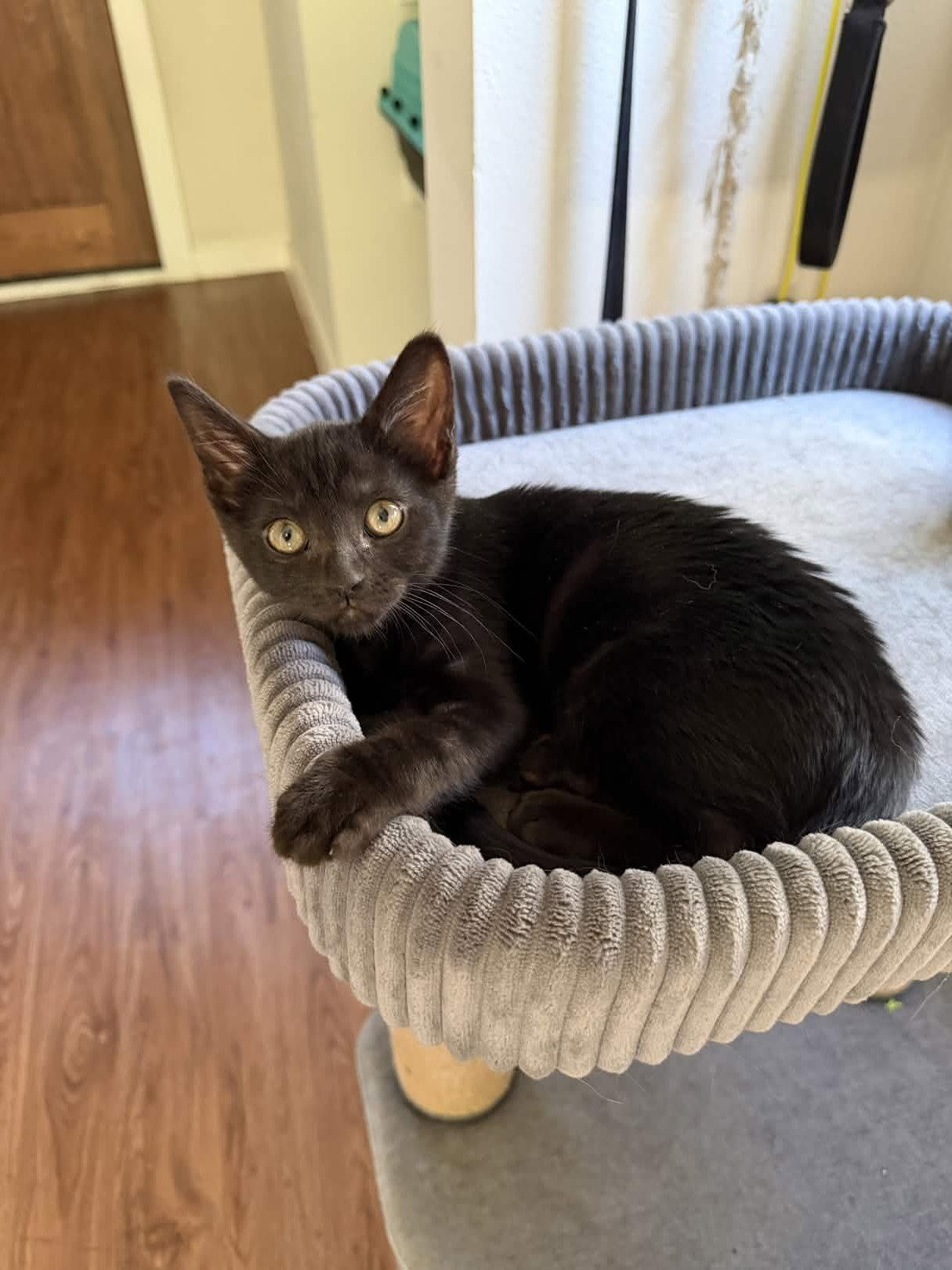 Enlarge Eevee, a Adoptable Domestic Short Hair in Fort Worth, TX image 2/3