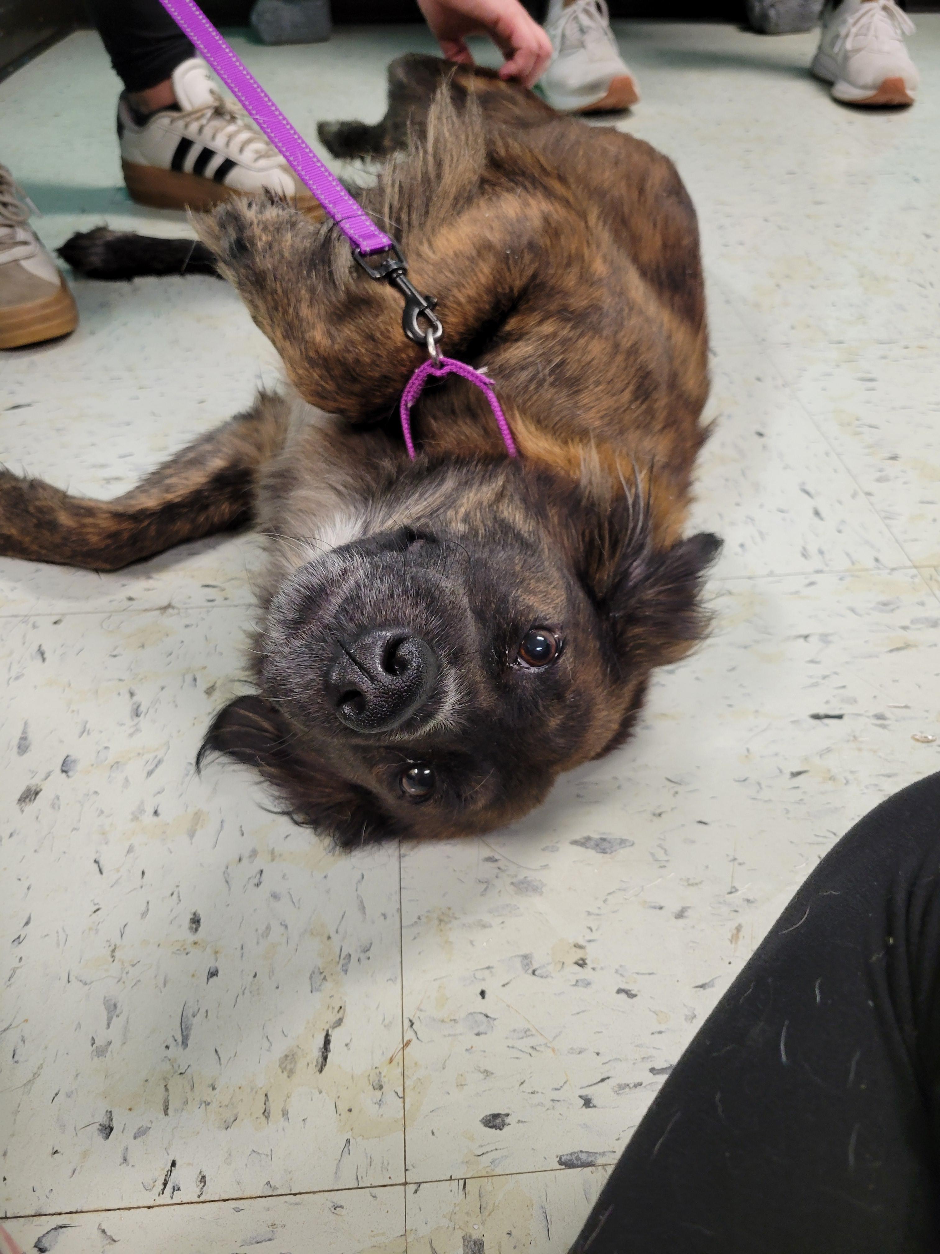 Enlarge Lainey, a ADOPTABLE mixed breed in VANDALIA, IL image 2/4