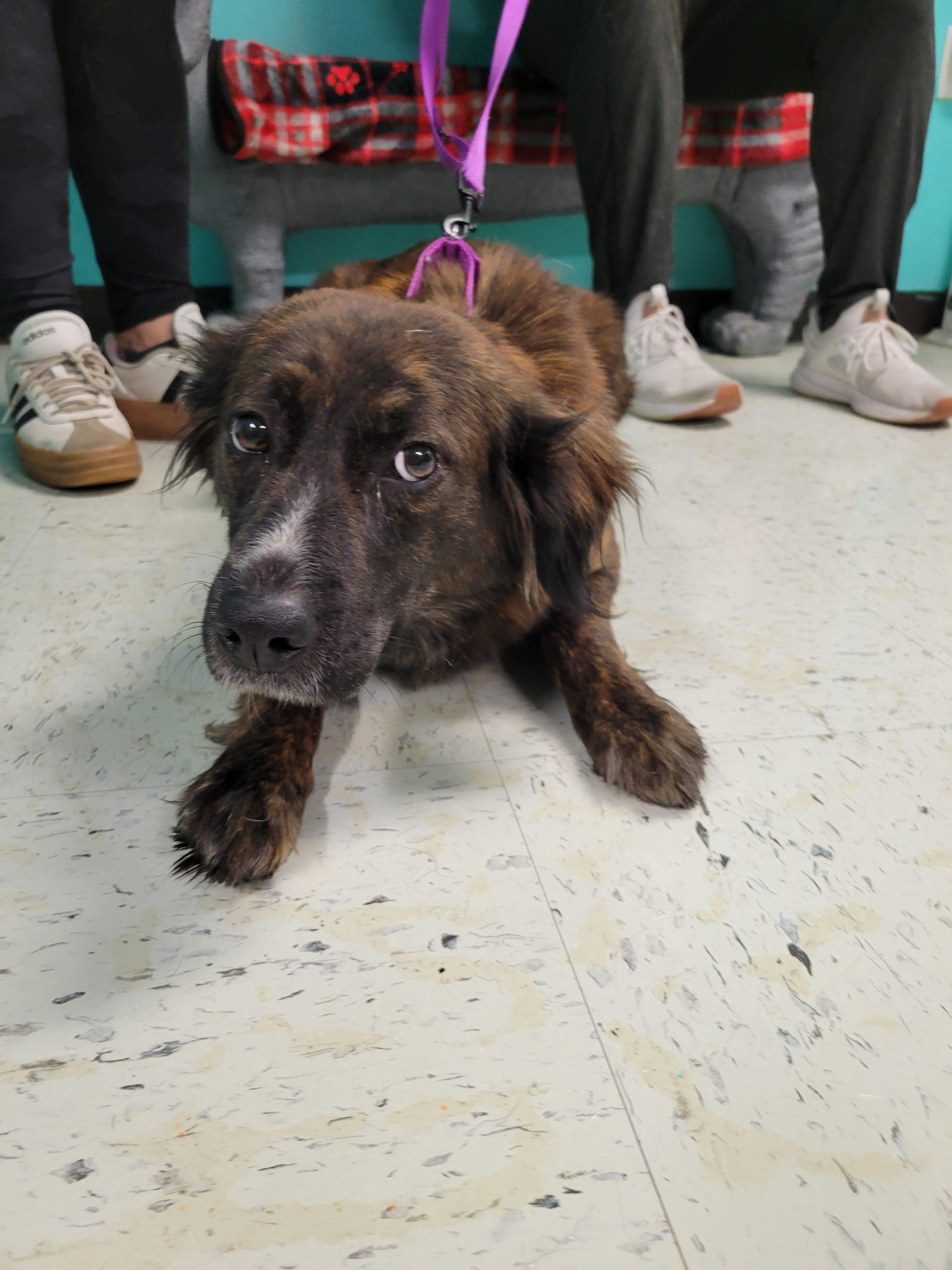 Enlarge Lainey, a ADOPTABLE mixed breed in VANDALIA, IL image 3/4