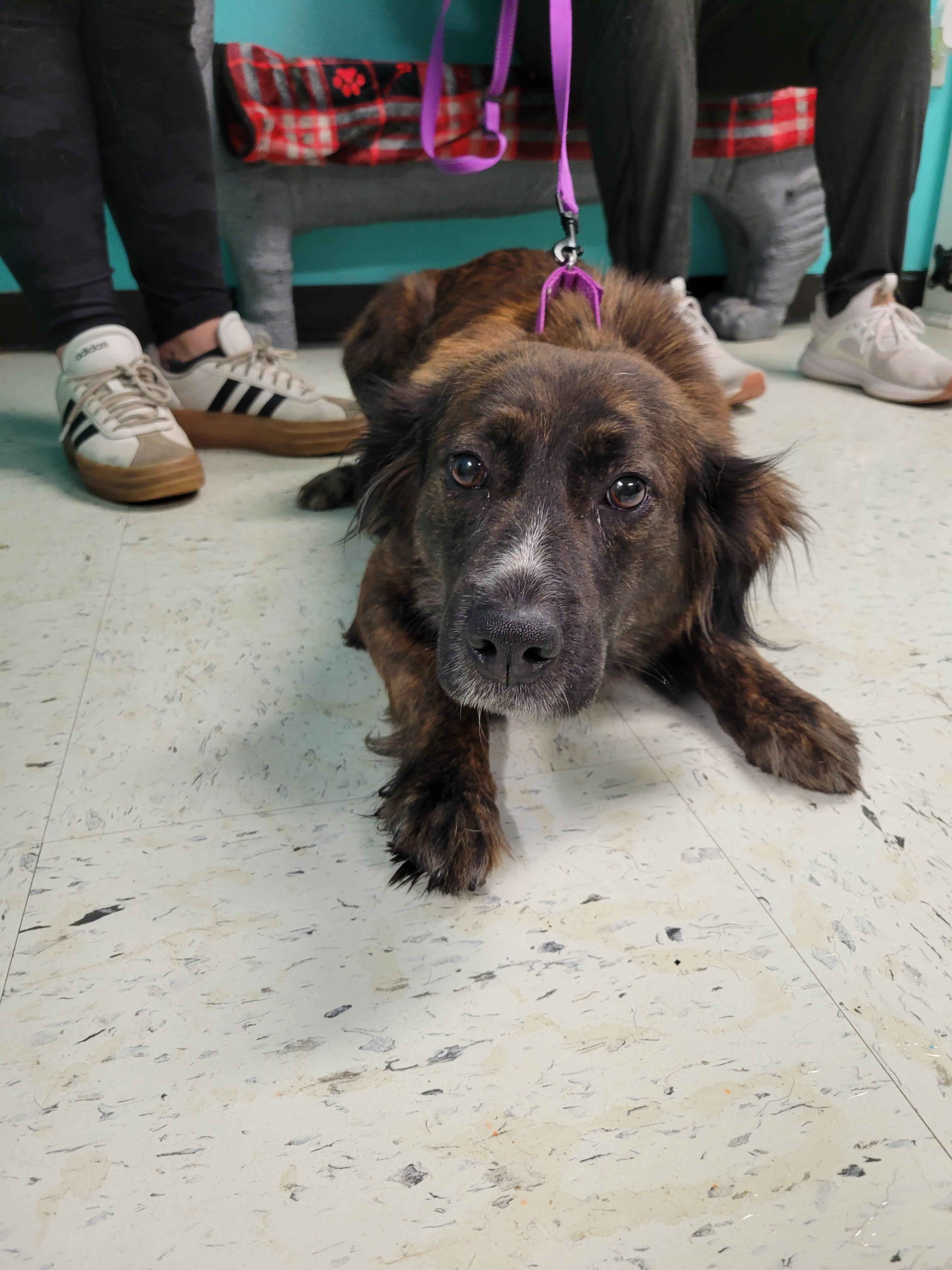 Enlarge Lainey, a ADOPTABLE mixed breed in VANDALIA, IL image 1/4