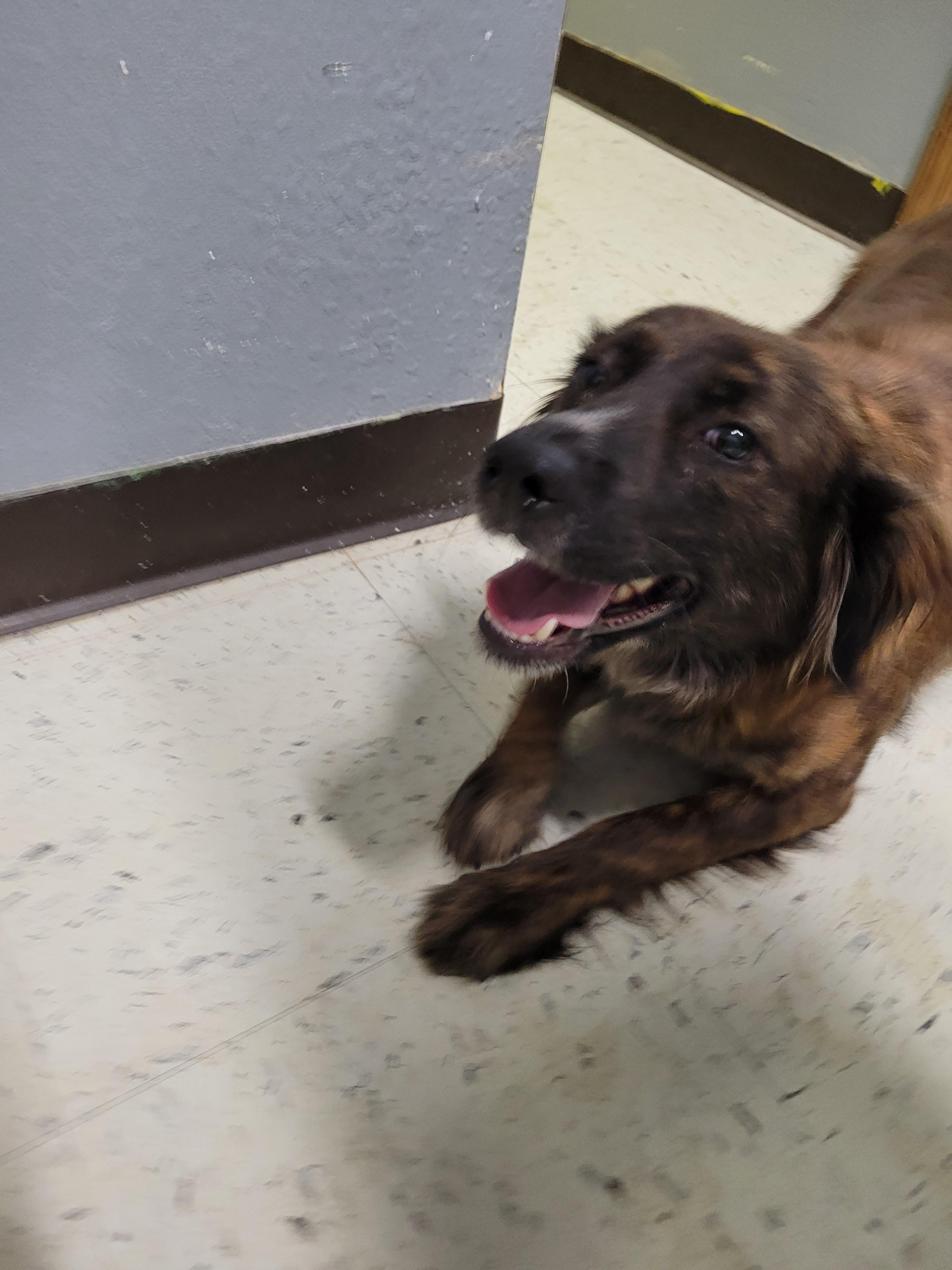 Enlarge Lainey, a ADOPTABLE mixed breed in VANDALIA, IL image 4/4