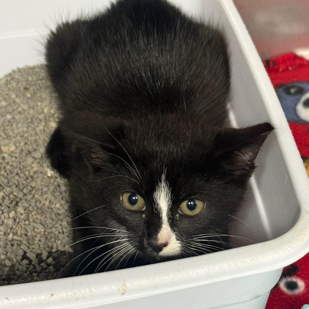Tux, Adoptable, Kitten Female Domestic Short Hair.