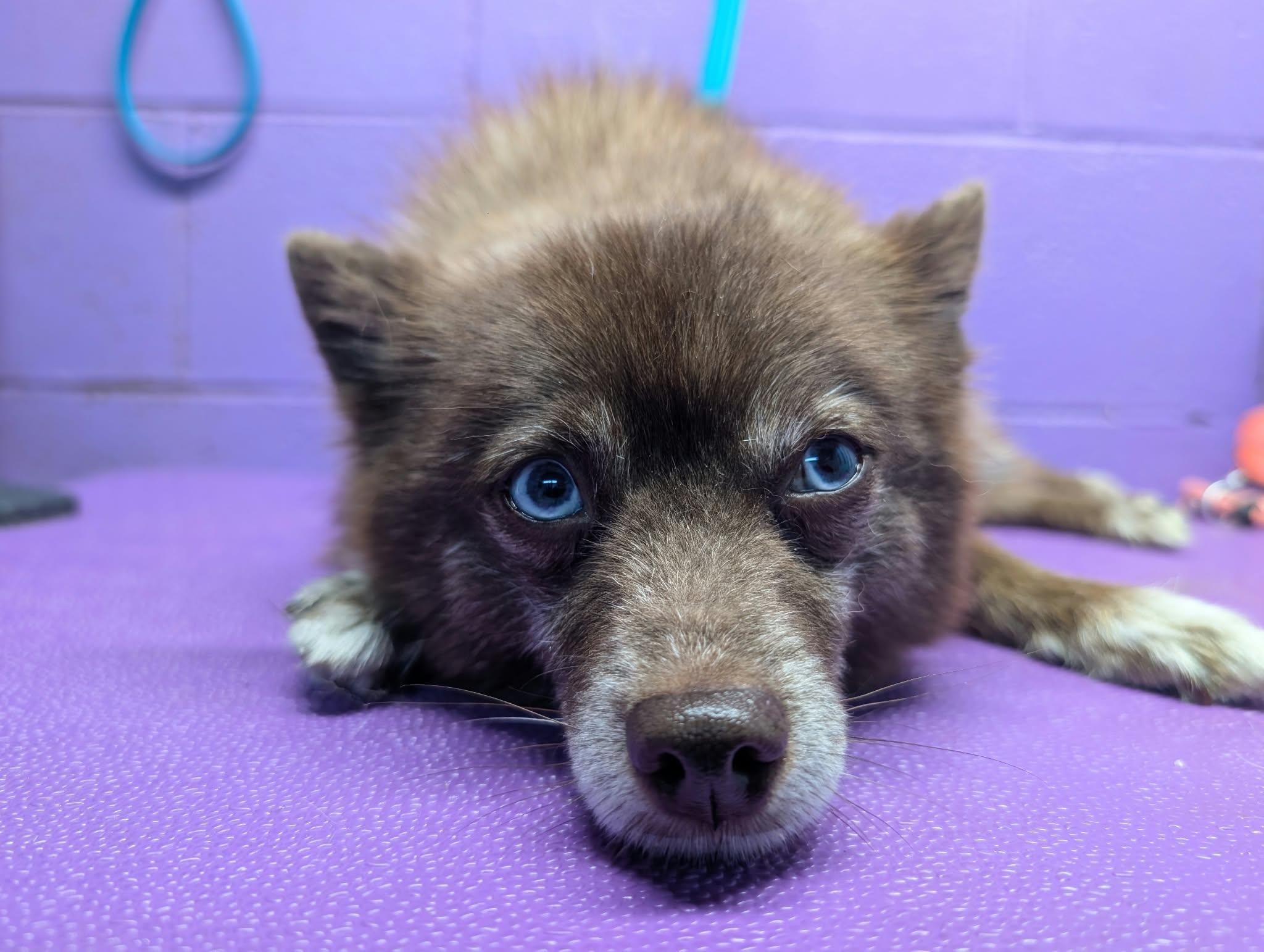 Enlarge Mocha, a Adoptable Pomeranian in Tacoma, WA image 1/6