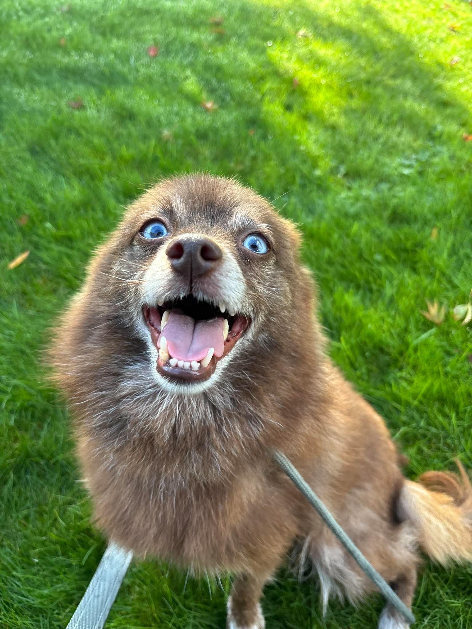 Enlarge Mocha, a Adoptable Pomeranian in Tacoma, WA image 5/6