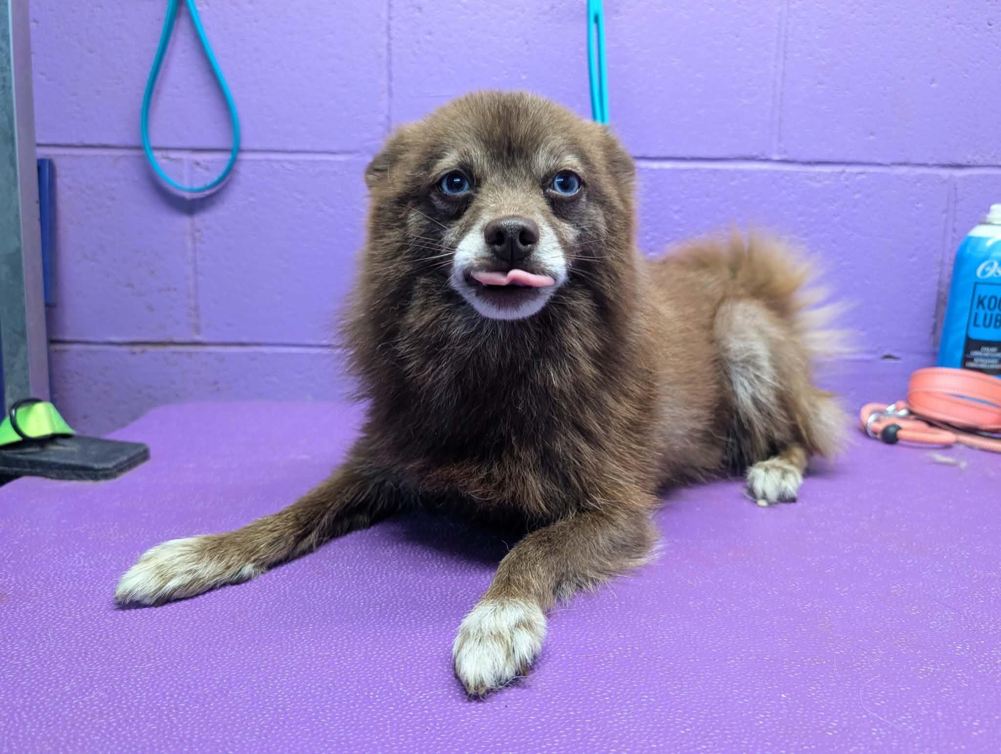 Enlarge Mocha, a Adoptable Pomeranian in Tacoma, WA image 3/6