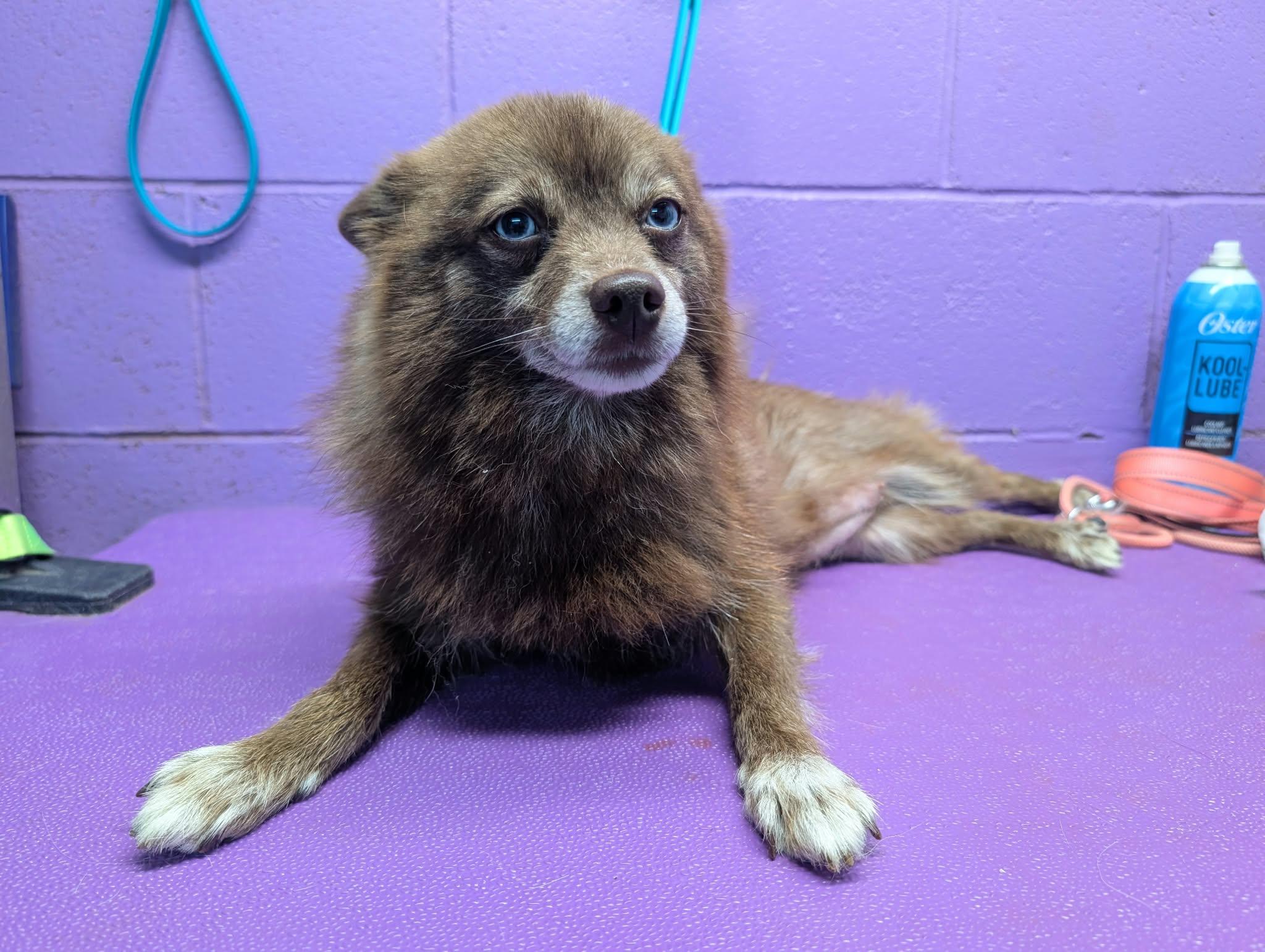 Enlarge Mocha, a Adoptable Pomeranian in Tacoma, WA image 2/6