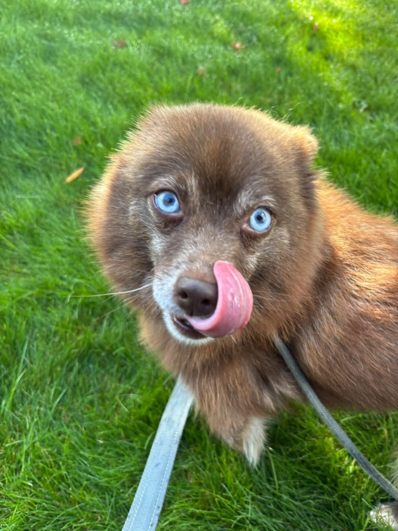 Enlarge Mocha, a Adoptable Pomeranian in Tacoma, WA image 6/6