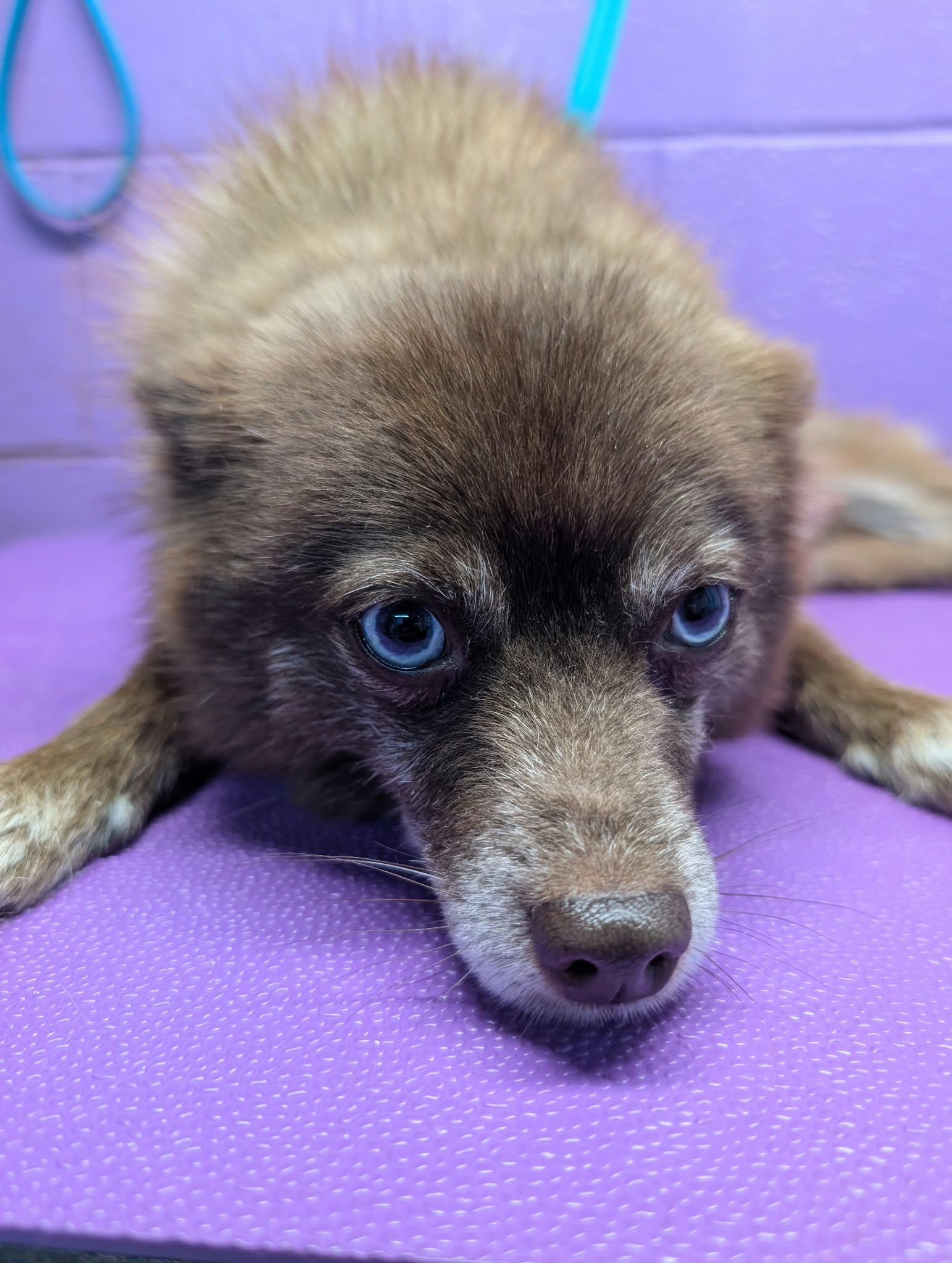Enlarge Mocha, a Adoptable Pomeranian in Tacoma, WA image 4/6