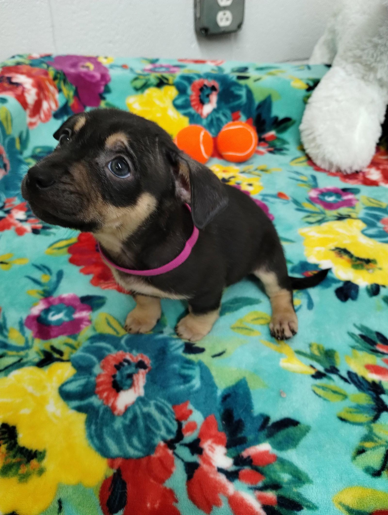 Enlarge Shimmer, a Adoptable Mixed Breed in York, SC image 1/3