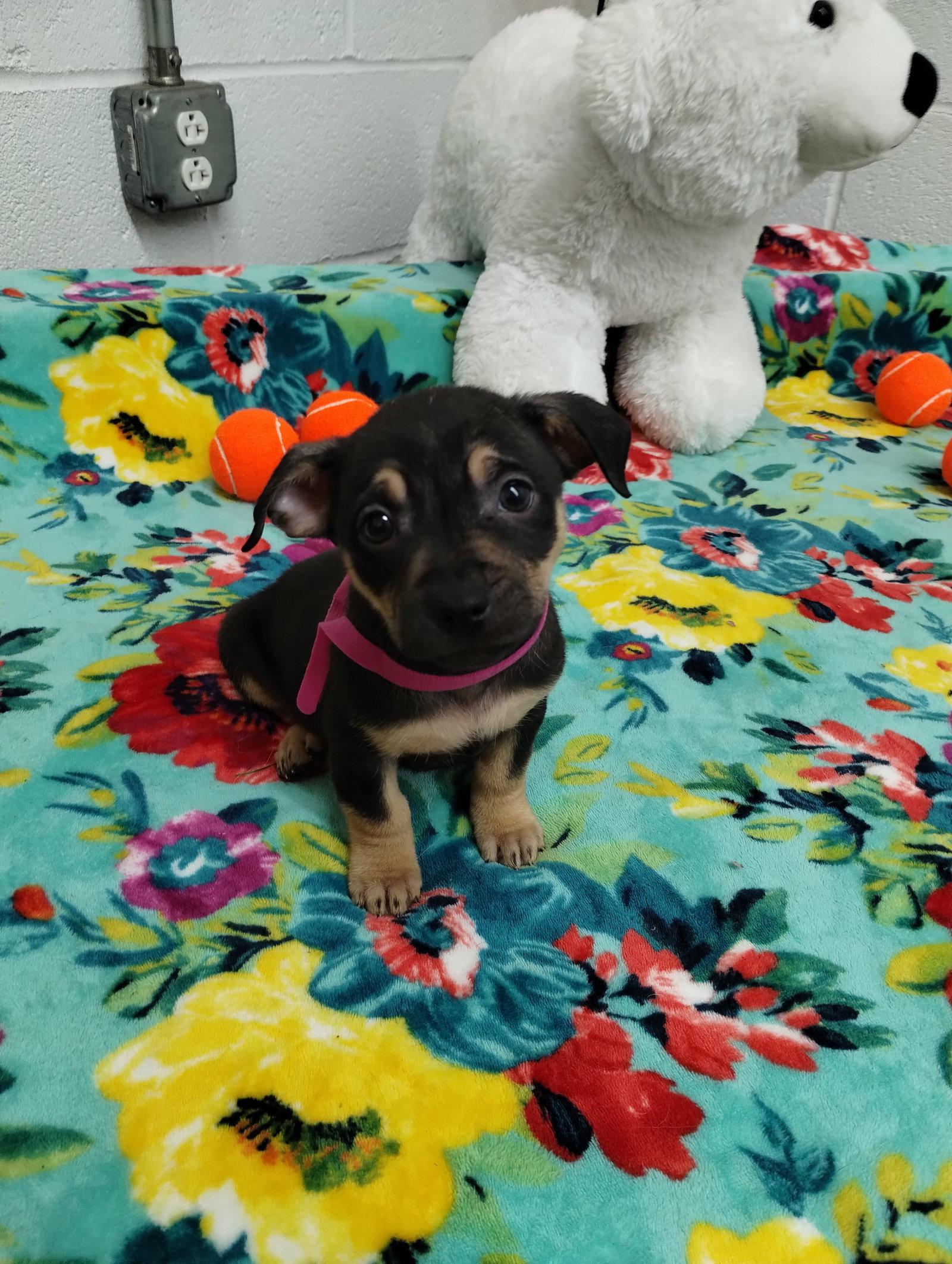 Enlarge Shimmer, a Adoptable Mixed Breed in York, SC image 2/3
