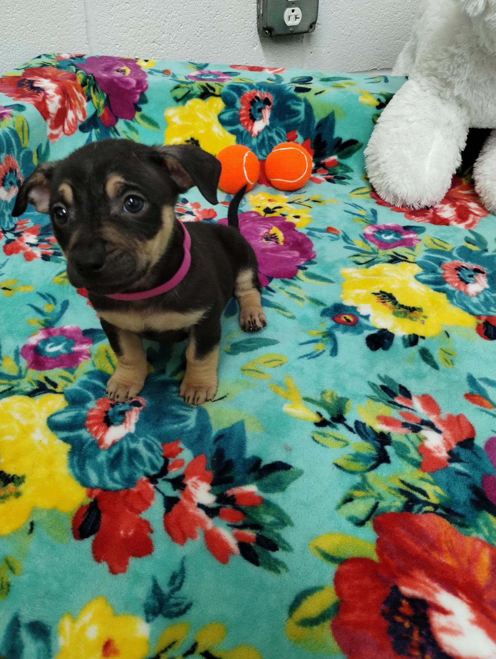 Enlarge Shimmer, a Adoptable Mixed Breed in York, SC image 3/3