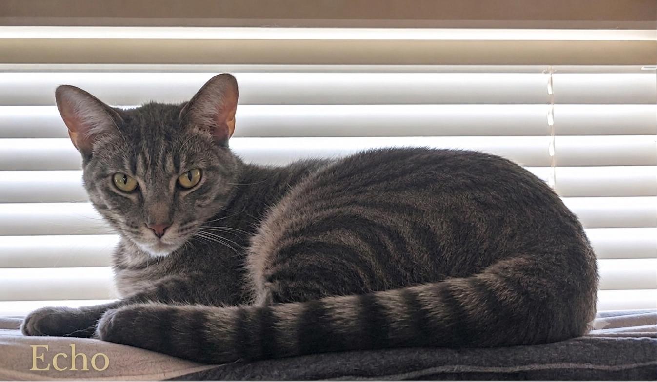 Enlarge Echo and Charlie, a Adoptable Domestic Short Hair in Houston, TX image 5/6