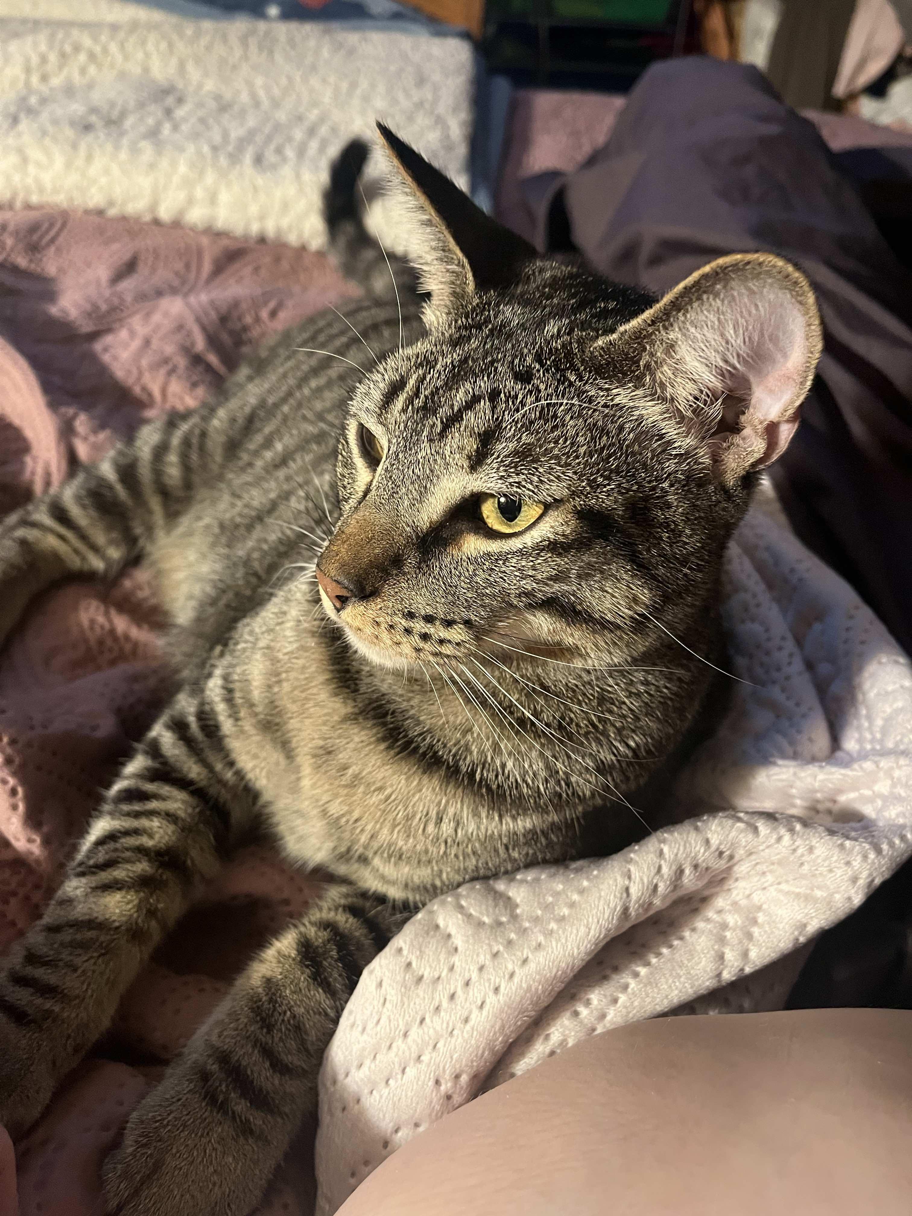 Enlarge Echo and Charlie, a Adoptable Domestic Short Hair in Houston, TX image 6/6