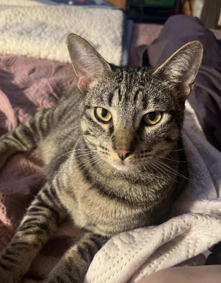 Enlarge Echo and Charlie, a Adoptable Domestic Short Hair in Houston, TX image 1/6