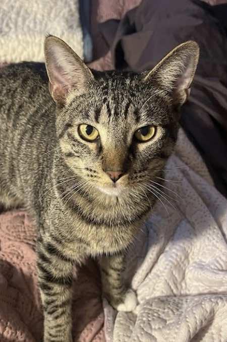 Enlarge Echo and Charlie, a Adoptable Domestic Short Hair in Houston, TX image 2/6