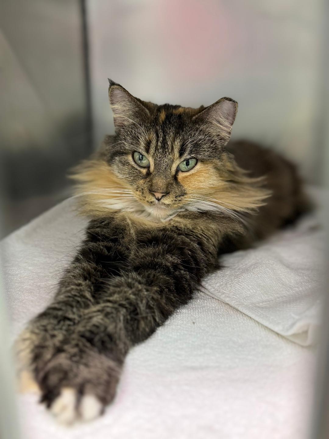 Joyeux Noel, adoptable, Young Female Domestic Long Hair.