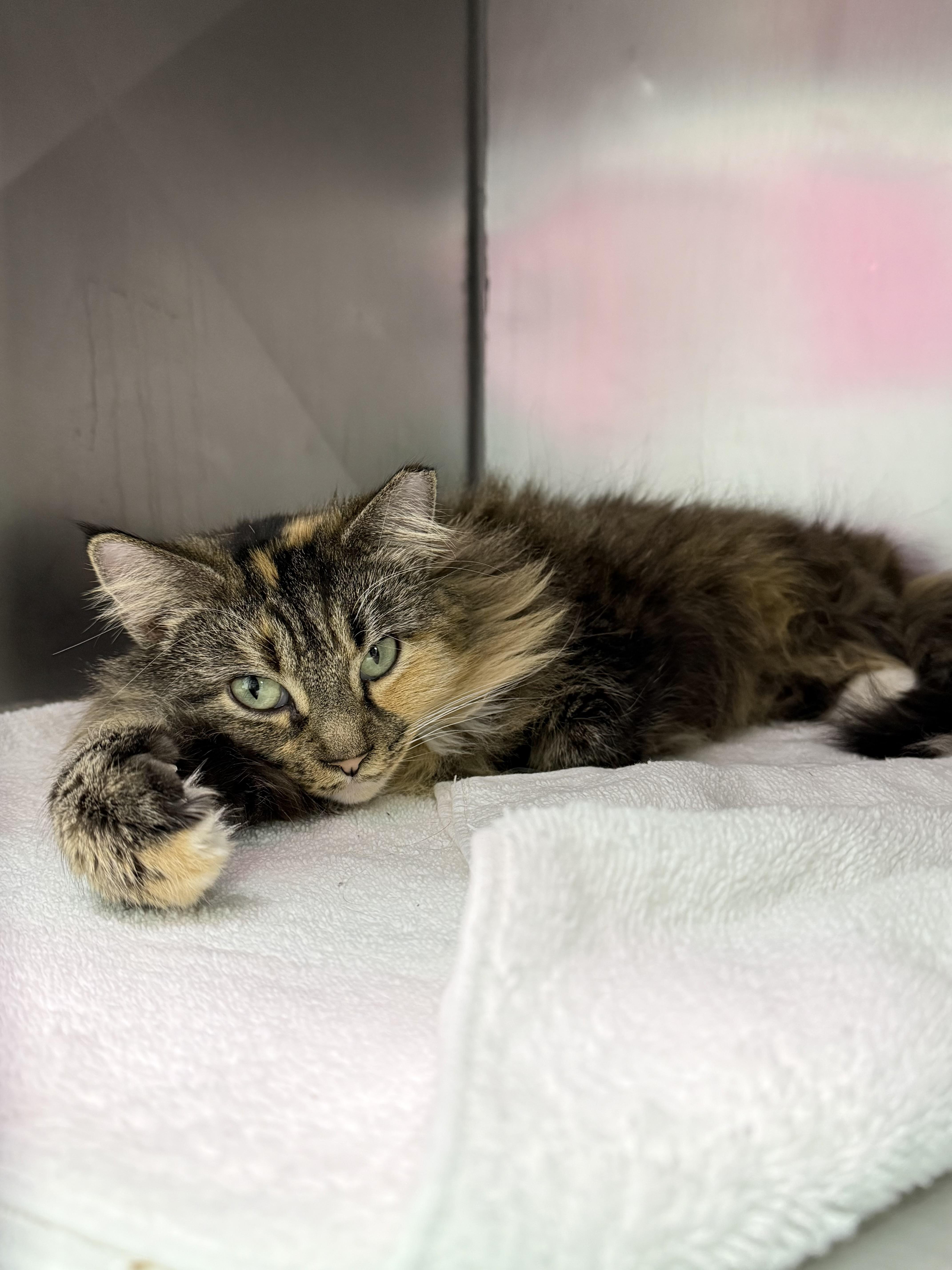 Joyeux Noel, an adoptable Domestic Long Hair in Mount Vernon, OH image 2/2