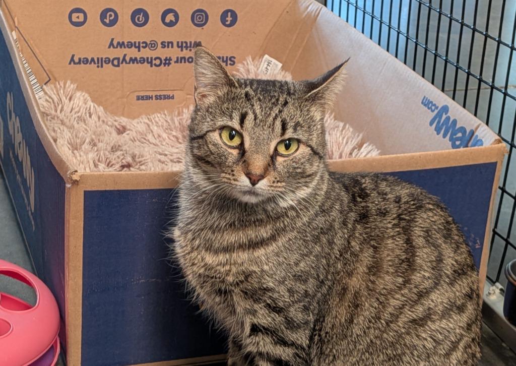 Lulu Lemon, Adoptable, Young Female Domestic Short Hair.