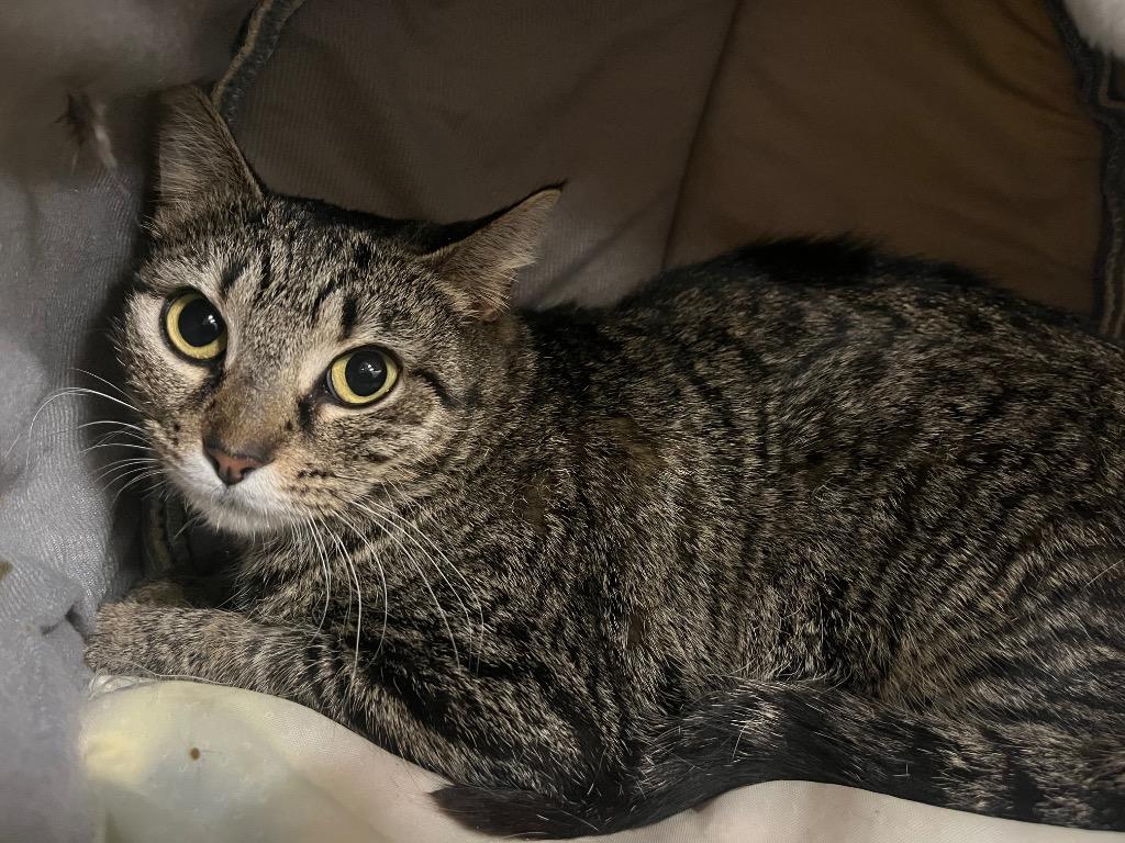 Enlarge Lulu Lemon, a Adoptable mixed breed in Raleigh, NC image 2/5