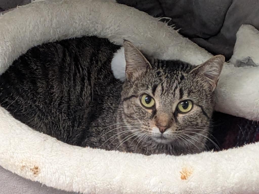 Enlarge Lulu Lemon, a Adoptable mixed breed in Raleigh, NC image 4/5