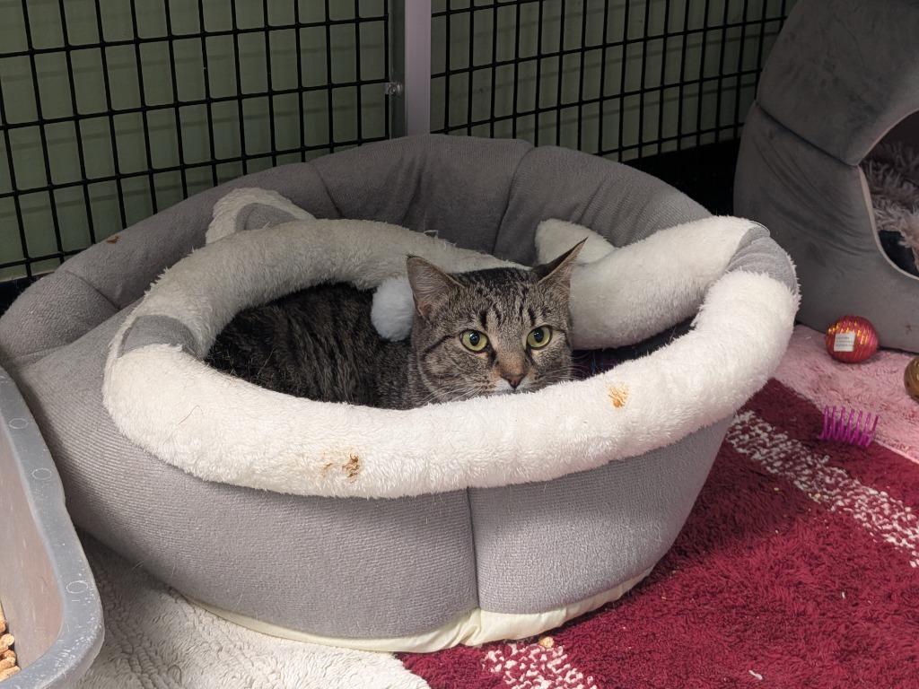 Enlarge Lulu Lemon, a Adoptable mixed breed in Raleigh, NC image 5/5