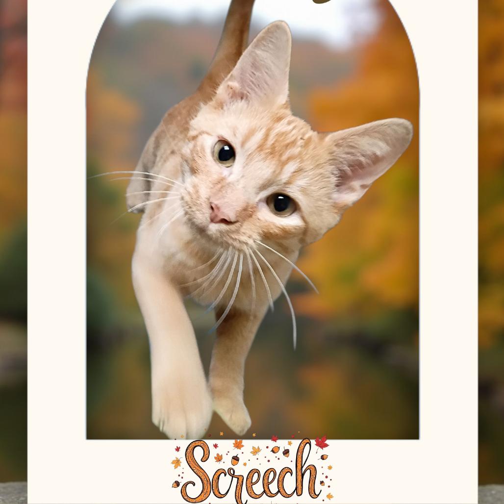 Screech, Adoptable, Kitten Male Domestic Short Hair.