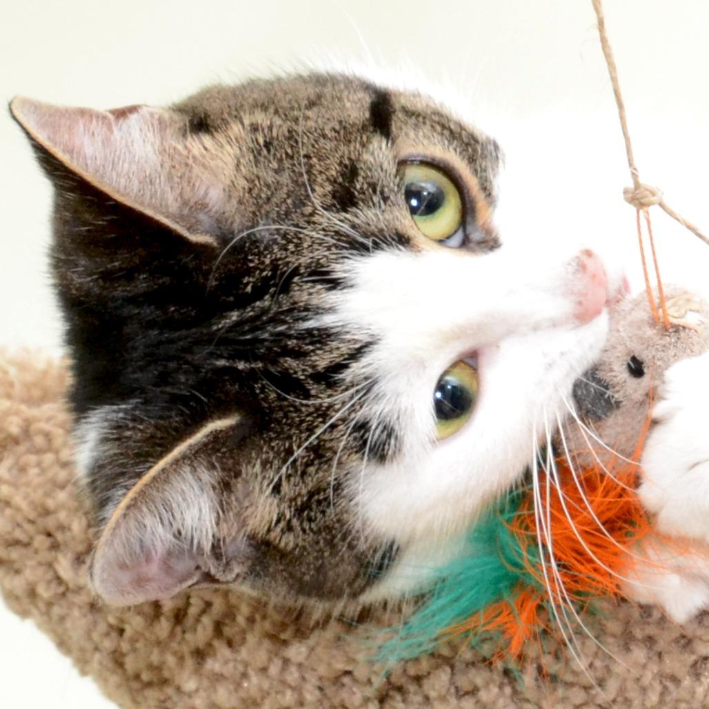 Enlarge Young Bella, a Adoptable Domestic Short Hair in Natick, MA image 1/5
