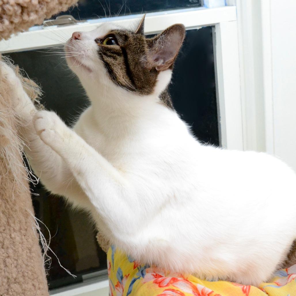 Enlarge Young Bella, a Adoptable Domestic Short Hair in Natick, MA image 2/5