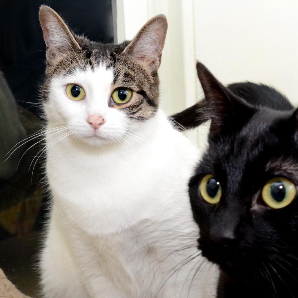 Enlarge Young Bella, a Adoptable Domestic Short Hair in Natick, MA image 3/5